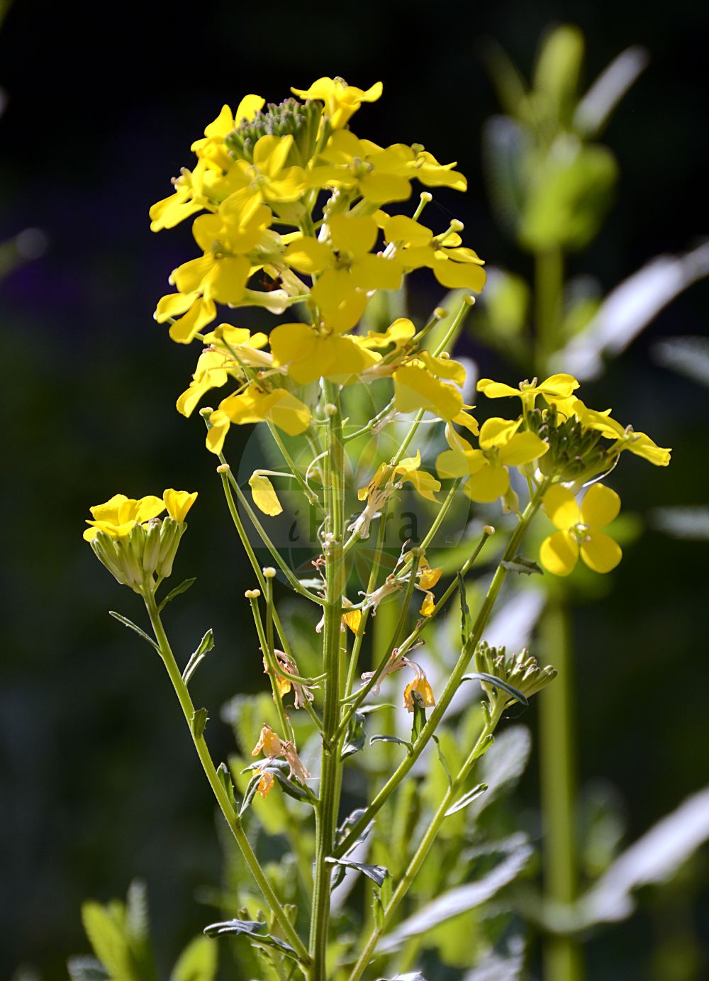 Foto von Erysimum odoratum (Duft-Schöterich - European Wallflower). Das Foto wurde in Wien, Österreich aufgenommen. ---- Photo of Erysimum odoratum (Duft-Schöterich - European Wallflower). The picture was taken in Vienna, Austria.(Erysimum odoratum,Duft-Schöterich,European Wallflower,Erysimum erysimoides,Erysimum erysimoides (L.) Janch.,Erysimum odoratum,Erysimum odoratum Ehrh. subsp.,Erysimum pallescens,Erysimum pannonicum,Erysimum pannonicum Crantz var.,Erysimum sylvestre subsp. cheiranthus,Duft-Schoeterich,Steifer Schoeterich,European Wallflower,Smelly Wallflower,Erysimum,Schöterich,Wallflower,Brassicaceae,Kreuzblütler,Cabbage family)