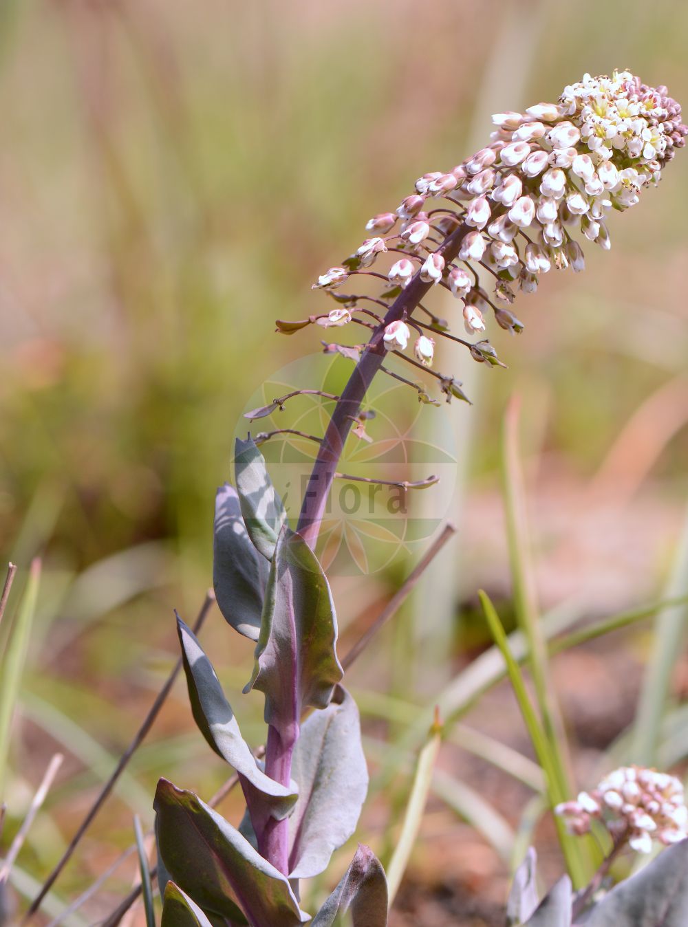 Foto von Noccaea caerulescens (Gebirgs-Hellerkraut - Alpine Penny-cress). Das Foto wurde in Frankfurt, Hessen, Deutschland aufgenommen. ---- Photo of Noccaea caerulescens (Gebirgs-Hellerkraut - Alpine Penny-cress). The picture was taken in Frankfurt, Hesse, Germany.(Noccaea caerulescens,Gebirgs-Hellerkraut,Alpine Penny-cress,Noccaea caerulescens,Thlaspi caerulescens,Thlaspi calaminare,Thlaspi guadinianum,Thlaspi lereschii,Thlaspi mureti,Thlaspi pratulorum,Thlaspi rhaeticum,Thlaspi suecicum,Thlaspi tallonis,Thlaspi villarsianum,Thlaspi virgatum,Thlaspi vogesiacum,Thlaspi vulcanorum,Gebirgs-Hellerkraut,Galmei-Hellerkraut,Alpine Penny-cress,Alpine Pennygrass,Noccaea,Hellerkraut,Brassicaceae,Kreuzblütler,Cabbage family)
