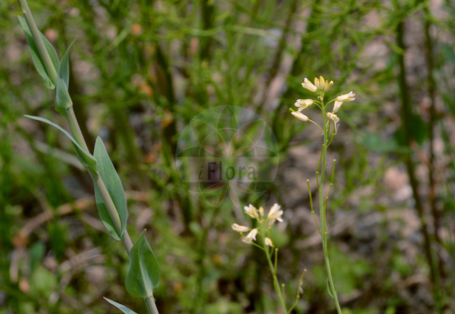 Foto von Turritis glabra (Kahle Gänsekresse - Tower Mustard). Das Foto wurde in München, Bayern, Deutschland aufgenommen. ---- Photo of Turritis glabra (Kahle Gänsekresse - Tower Mustard). The picture was taken in Munich, Bavaria, Germany.(Turritis glabra,Kahle Gänsekresse,Tower Mustard,Arabis crepidipoda,Arabis glabra,Arabis perfoliata,Arabis pseudoturritis,Turritis glabra,Turritis pseudoturritis,Kahle Gaensekresse,Turmkraut,Tower Mustard,Glabrous Tower Cress,Garden Arabis,Tower Rockcress,Turritis,Turmkraut,Brassicaceae,Kreuzblütler,Cabbage family)