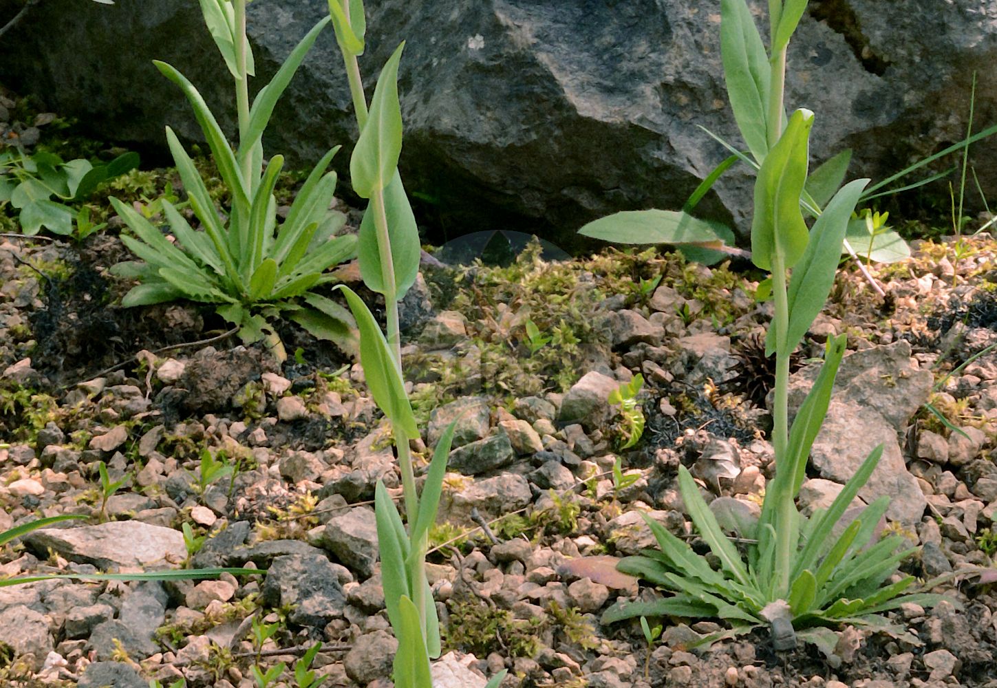 Foto von Turritis glabra (Kahle Gänsekresse - Tower Mustard). Das Foto wurde in Bonn, Nordrhein-Westfalen, Deutschland aufgenommen. ---- Photo of Turritis glabra (Kahle Gänsekresse - Tower Mustard). The picture was taken in Bonn, North Rhine-Westphalia, Germany.(Turritis glabra,Kahle Gänsekresse,Tower Mustard,Arabis crepidipoda,Arabis glabra,Arabis perfoliata,Arabis pseudoturritis,Turritis glabra,Turritis pseudoturritis,Kahle Gaensekresse,Turmkraut,Tower Mustard,Glabrous Tower Cress,Garden Arabis,Tower Rockcress,Turritis,Turmkraut,Brassicaceae,Kreuzblütler,Cabbage family)