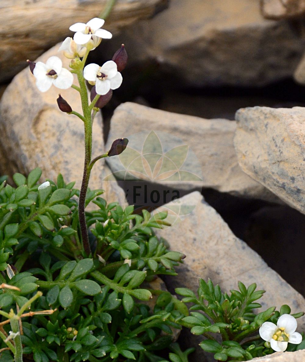 Foto von Hornungia alpina (Alpen-Gemskresse - Chamois Cress). Das Foto wurde in Schynige Platte, Interlaken, Bern, Schweiz aufgenommen. ---- Photo of Hornungia alpina (Alpen-Gemskresse - Chamois Cress). The picture was taken in Schynige Platte, Interlaken, Bern, Switzerland.(Hornungia alpina,Alpen-Gemskresse,Chamois Cress,Hornungia alpina,Hutchinsia affinis,Hutchinsia alpina,Lepidium alpinum,Noccaea alpina,Pritzelago alpina,Alpen-Gemskresse,Kurzstaengel-Gaemskresse,Chamois Cress,Hornungia,Felskresse,Hornungia,Brassicaceae,Kreuzblütler,Cabbage family)