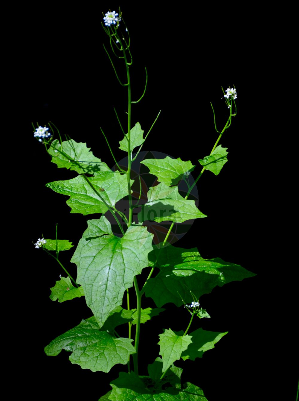 Foto von Alliaria petiolata (Knoblauchsrauke - Garlic Mustard). Das Foto wurde in Breisgau-Hochschwarzwald, Baden-Württemberg, Deutschland, Schwarzwald aufgenommen. ---- Photo of Alliaria petiolata (Knoblauchsrauke - Garlic Mustard). The picture was taken in Breisgau-Hochschwarzwald, Baden-Wuerttemberg, Germany, Schwarzwald.(Alliaria petiolata,Knoblauchsrauke,Garlic Mustard,Alliaria officinalis,Alliaria petiolata,Arabis petiolata,Erysimum alliaria,Sisymbrium alliaria,Knoblauchsrauke,Lauchkraut,Garlic Mustard,Garlic Root,Penny Hedge,Poor Man's Mustard,Jack-in-The-Bush,Sauce-alone,Hedge Garlic,Jack-by-The-Hedge,Alliaria,Lauchhederich,Garlic Mustard,Brassicaceae,Kreuzblütler,Cabbage family)