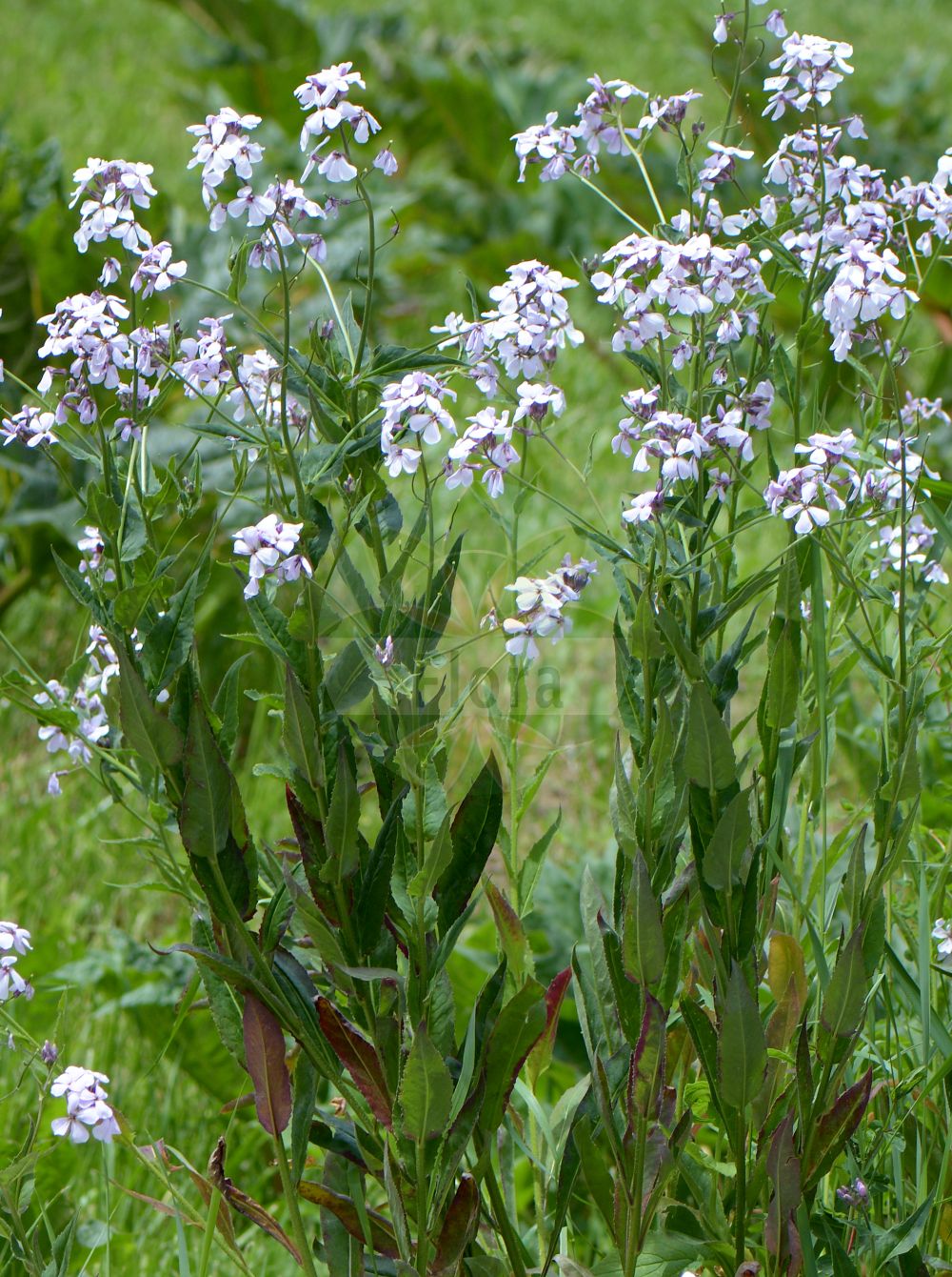 Foto von Hesperis matronalis (Gewöhnliche Nachtviole - Dame's-violet). Das Foto wurde in Monte Bondeone, Provincia Autonoma di Trento, Italien, Alpen aufgenommen. ---- Photo of Hesperis matronalis (Gewöhnliche Nachtviole - Dame's-violet). The picture was taken in Monte Bondeone, Provincia Autonoma di Trento, Italy, Alps.(Hesperis matronalis,Gewöhnliche Nachtviole,Dame's-violet,Hesperis elata,Hesperis matronalis,Gewoehnliche Nachtviole,Dame's-violet,Dame's Rocket,Mother Of The Evening,Hesperis,Nachtviole,Rocket,Brassicaceae,Kreuzblütler,Cabbage family)