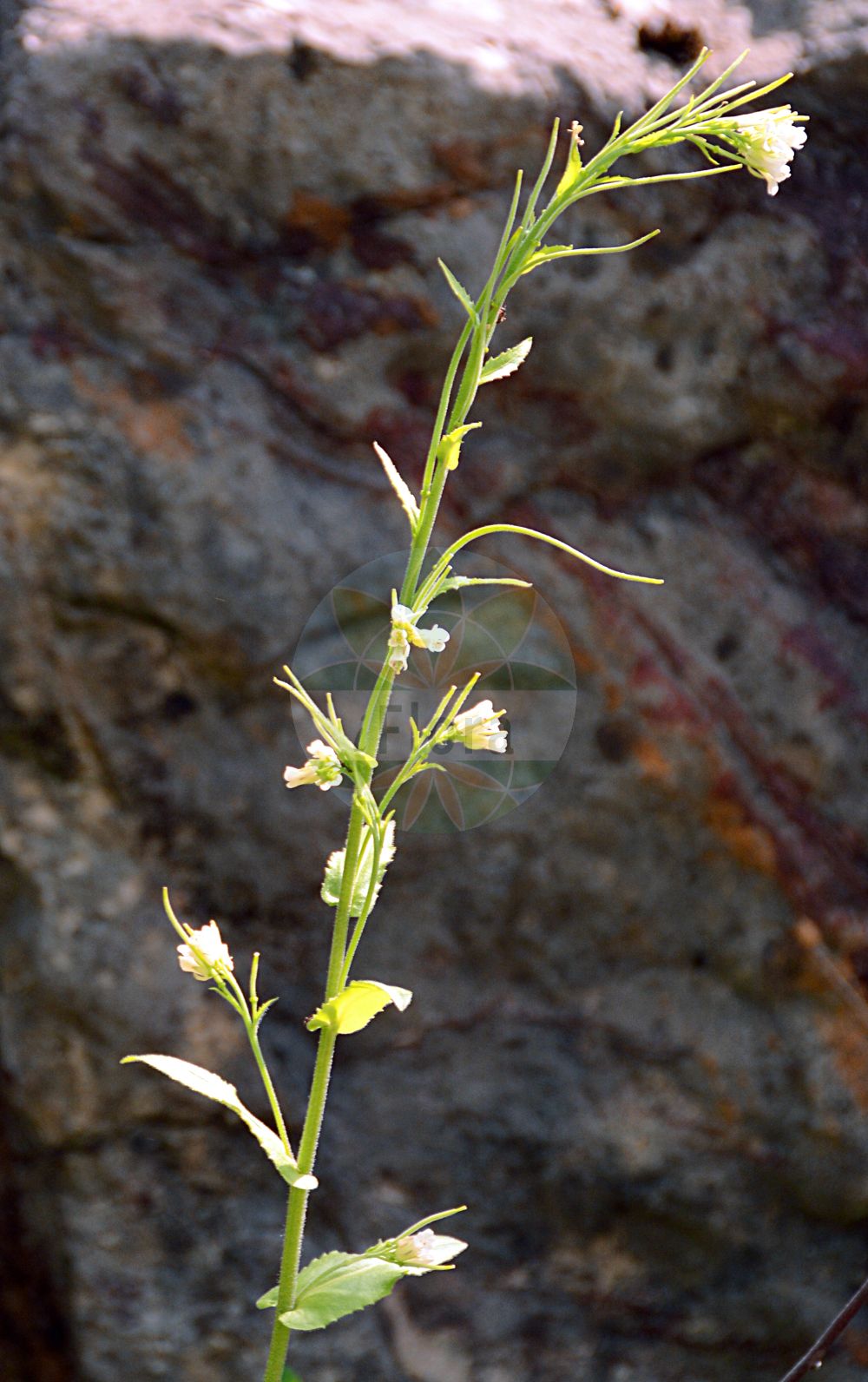 Foto von Pseudoturritis turrita (Turm-Gänsekresse - Tower Cress). Das Foto wurde in Bonn, Nordrhein-Westfalen, Deutschland aufgenommen. ---- Photo of Pseudoturritis turrita (Turm-Gänsekresse - Tower Cress). The picture was taken in Bonn, North Rhine-Westphalia, Germany.(Pseudoturritis turrita,Turm-Gänsekresse,Tower Cress,Arabis turrita,Pseudoturritis turrita,Turm-Gaensekresse,Bogenfrucht-Gaensekresse,Tower Cress,Tower Rockcress,Pseudoturritis,Turmkraut,Tower Cress,Brassicaceae,Kreuzblütler,Cabbage family)
