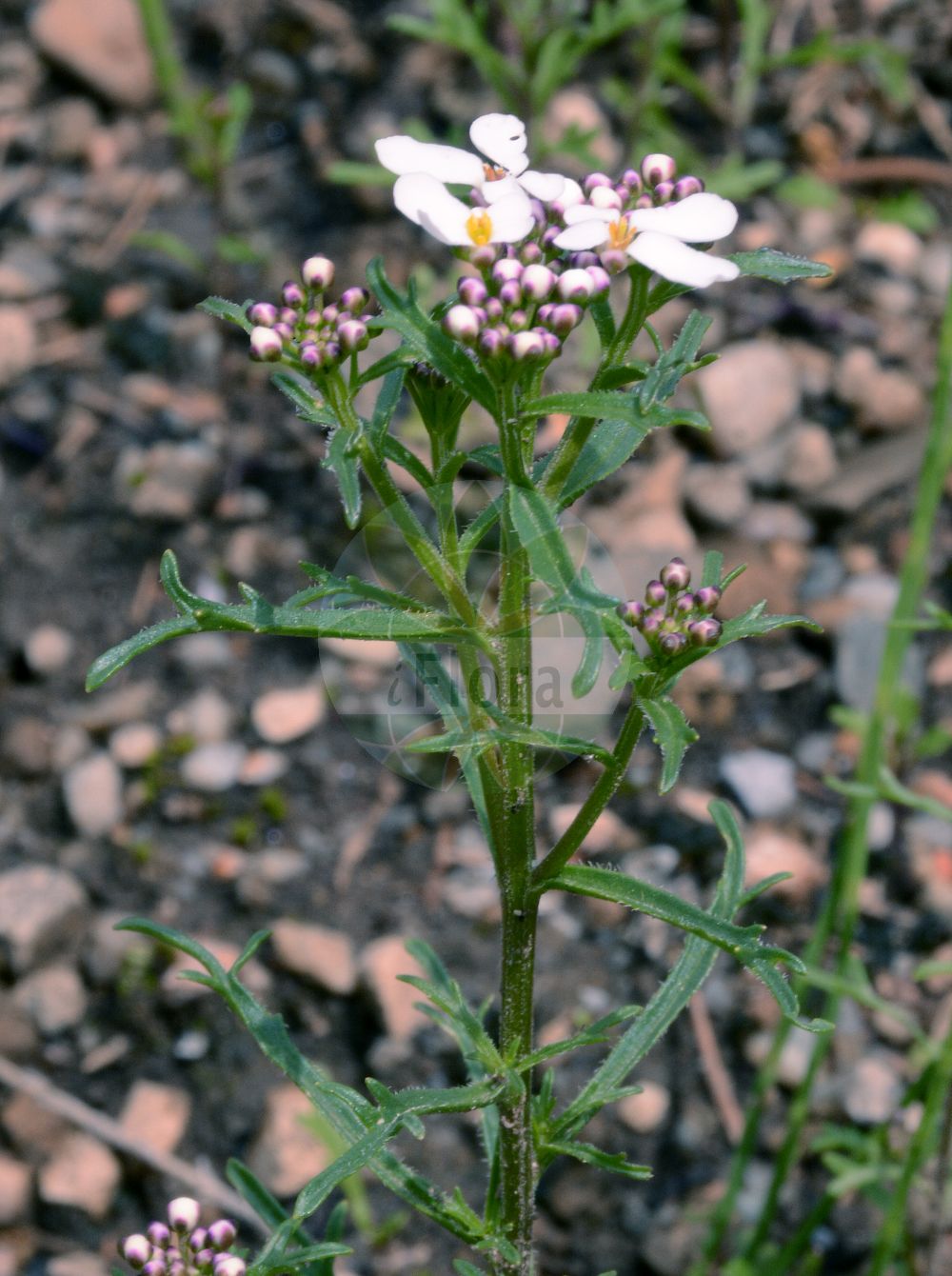 Foto von Iberis amara (Bittere Schleifenblume - Wild Candytuft). Das Foto wurde in München, Bayern, Deutschland aufgenommen. ---- Photo of Iberis amara (Bittere Schleifenblume - Wild Candytuft). The picture was taken in Munich, Bavaria, Germany.(Iberis amara,Bittere Schleifenblume,Wild Candytuft,Iberis affinis,Iberis amara,Iberis amara L. subsp.,Iberis ceratophylla,Iberis coronaria,Iberis crenata,Iberis forestieri,Iberis pinetorum,Bittere Schleifenblume,Wild Candytuft,Annual Candytuft,Iberis,Schleifenblume,Candytuft,Brassicaceae,Kreuzblütler,Cabbage family)