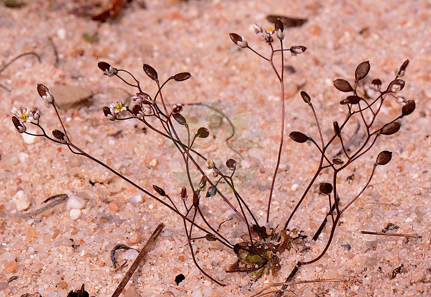 Foto von Erophila verna subsp. verna (Frühlings-Hungerblümchen - Common Whitlowgrass). Das Foto wurde in Frankfurt, Hessen, Deutschland aufgenommen. ---- Photo of Erophila verna subsp. verna (Frühlings-Hungerblümchen - Common Whitlowgrass). The picture was taken in Frankfurt, Hesse, Germany.(Erophila verna subsp. verna,Frühlings-Hungerblümchen,Common Whitlowgrass,Erophila verna subsp. verna,Fruehlings-Hungerbluemchen,Schmalfrucht-Hungerbluemchen,Common Whitlowgrass,Hairy Whitlowgrass,Erophila,Hungerblümchen,Withlowgrass,Brassicaceae,Kreuzblütler,Cabbage family)
