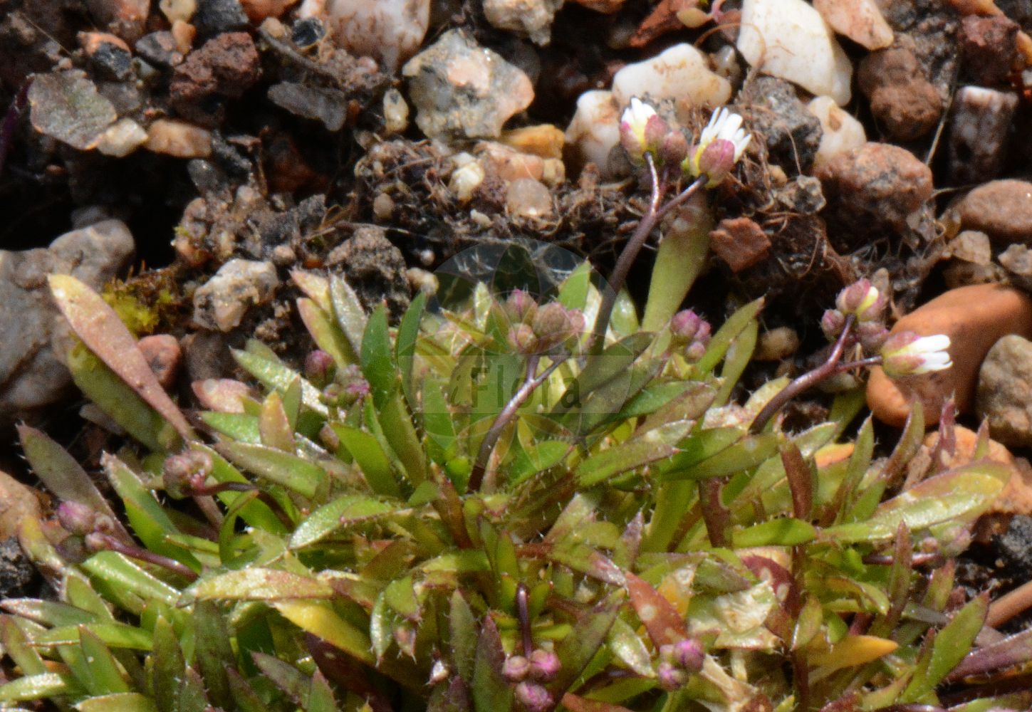 Foto von Erophila verna subsp. spathulata (Rundfrüchtiges Hungerblümchen - Fruited Whitlowgrass). Das Foto wurde in Mainz, Rheinland-Pfalz, Deutschland aufgenommen. ---- Photo of Erophila verna subsp. spathulata (Rundfrüchtiges Hungerblümchen - Fruited Whitlowgrass). The picture was taken in Mainz, Rhineland-Palatinate, Germany.(Erophila verna subsp. spathulata,Rundfrüchtiges Hungerblümchen,Fruited Whitlowgrass,Erophila verna subsp. spathulata,Rundfruechtiges Hungerbluemchen,Spateliges Hungerbluemchen,Fruited Whitlowgrass,Erophila,Hungerblümchen,Withlowgrass,Brassicaceae,Kreuzblütler,Cabbage family)