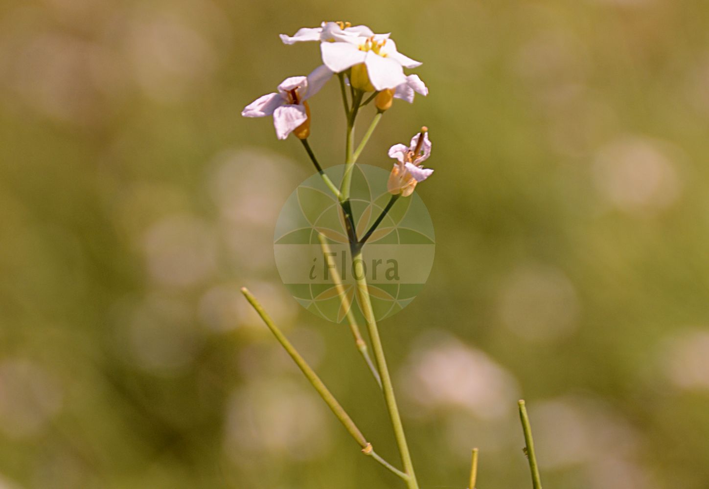 Foto von Arabidopsis arenosa (Sand-Schmalwand - Sand Rock-cress). Das Foto wurde in Mainz, Rheinland-Pfalz, Deutschland aufgenommen. ---- Photo of Arabidopsis arenosa (Sand-Schmalwand - Sand Rock-cress). The picture was taken in Mainz, Rhineland-Palatinate, Germany.(Arabidopsis arenosa,Sand-Schmalwand,Sand Rock-cress,Arabidopsis arenosa,Arabis arenosa,Arabis segetalis,Cardaminopsis arenosa,Cardaminopsis suecica,Sisymbrium arenosum,Sand-Schmalwand,Felsen-Sand-Schaumkresse,Sand Rock-cress,Tall Rockcress,Northern Rock-cress,Arabidopsis,Schmalwand,Rockcress,Brassicaceae,Kreuzblütler,Cabbage family)