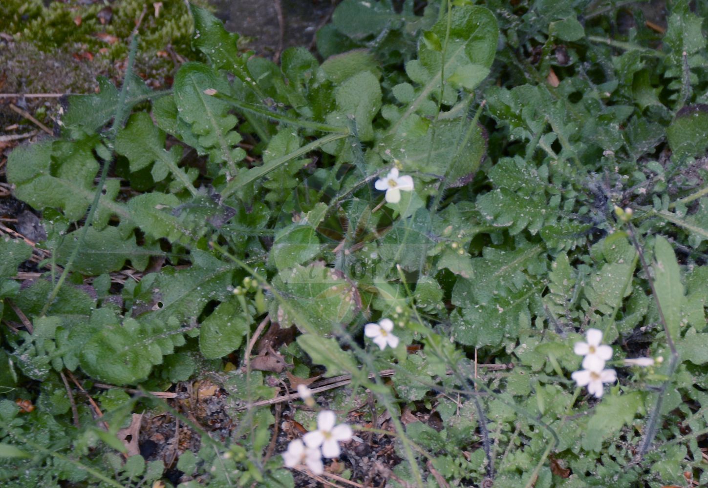 Foto von Arabidopsis arenosa (Sand-Schmalwand - Sand Rock-cress). Das Foto wurde in Bremen, Deutschland aufgenommen. ---- Photo of Arabidopsis arenosa (Sand-Schmalwand - Sand Rock-cress). The picture was taken in Bremen, Germany.(Arabidopsis arenosa,Sand-Schmalwand,Sand Rock-cress,Arabidopsis arenosa,Arabis arenosa,Arabis segetalis,Cardaminopsis arenosa,Cardaminopsis suecica,Sisymbrium arenosum,Sand-Schmalwand,Felsen-Sand-Schaumkresse,Sand Rock-cress,Tall Rockcress,Northern Rock-cress,Arabidopsis,Schmalwand,Rockcress,Brassicaceae,Kreuzblütler,Cabbage family)