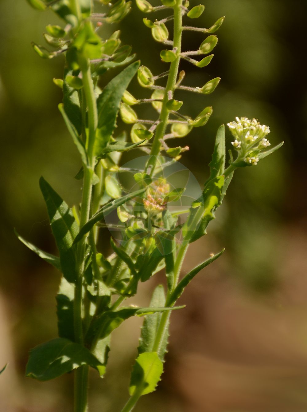 Foto von Lepidium ruderale (Schutt-Kresse - Narrow-leaved Pepperwort). Das Foto wurde in Dijon, Burgund, Frankreich aufgenommen. ---- Photo of Lepidium ruderale (Schutt-Kresse - Narrow-leaved Pepperwort). The picture was taken in Dijon, Burgundy, France.(Lepidium ruderale,Schutt-Kresse,Narrow-leaved Pepperwort,Lepidium ambiguum,Lepidium ruderale,Schutt-Kresse,Weg-Kresse,Narrow-leaved Pepperwort,Narrow-leaf Pepperweed,Roadside Pepperweed,Narrow-leaved Cress,Peppercress,Rubbish Pepperwort,Lepidium,Kresse,Pepperweed,Brassicaceae,Kreuzblütler,Cabbage family)
