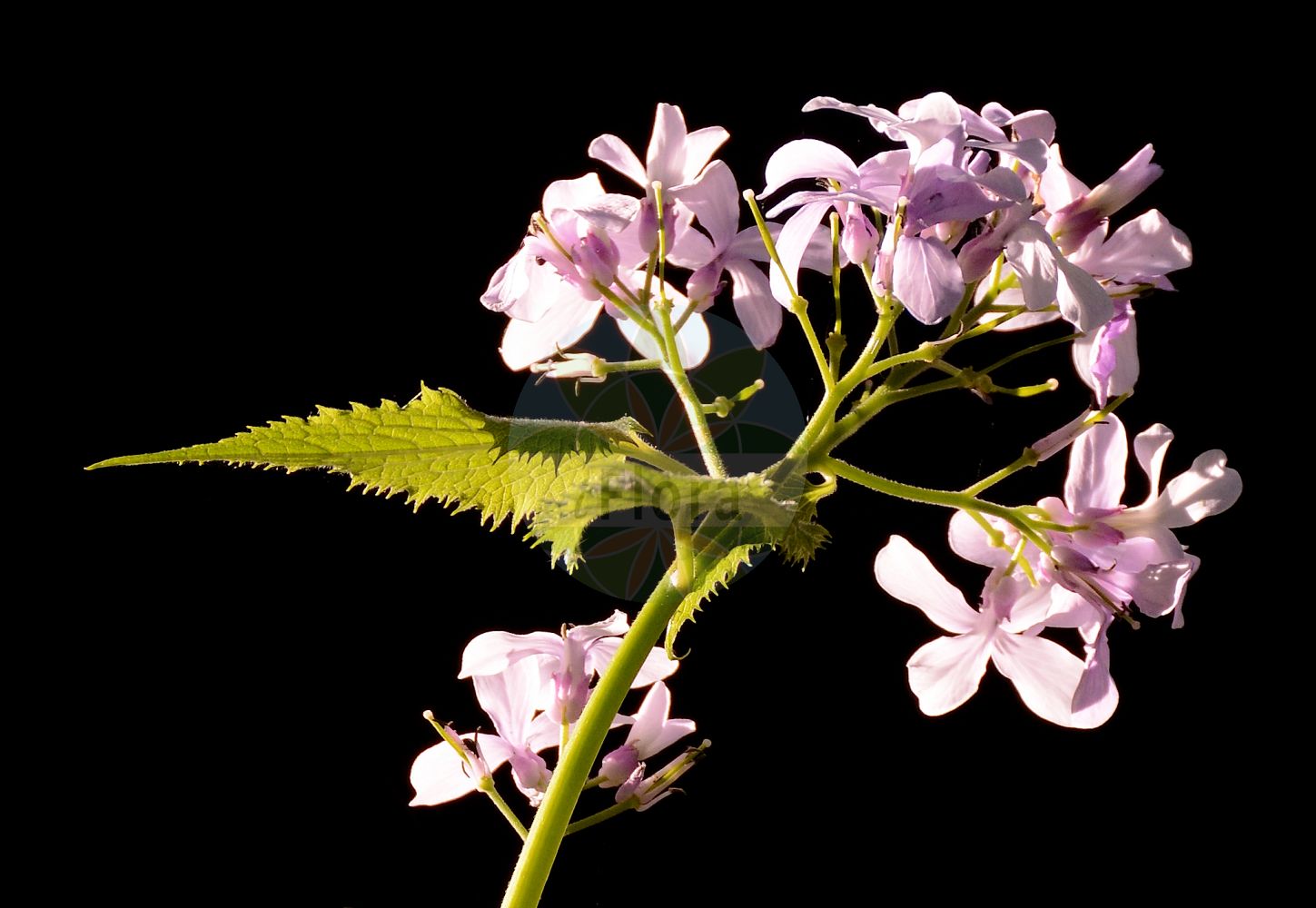 Foto von Lunaria rediviva (Ausdauerndes Silberblatt - Perennial Honesty). Das Foto wurde in Köln, Nordrhein-Westfalen, Deutschland aufgenommen. ---- Photo of Lunaria rediviva (Ausdauerndes Silberblatt - Perennial Honesty). The picture was taken in Cologne, North Rhine-Westphalia, Germany.(Lunaria rediviva,Ausdauerndes Silberblatt,Perennial Honesty,Lunaria alpina,Lunaria rediviva,Ausdauerndes Silberblatt,Wilde Mondviole,Wildes Silberblatt,Perennial Honesty,Lunaria,Silberblatt,Honesty,Brassicaceae,Kreuzblütler,Cabbage family)