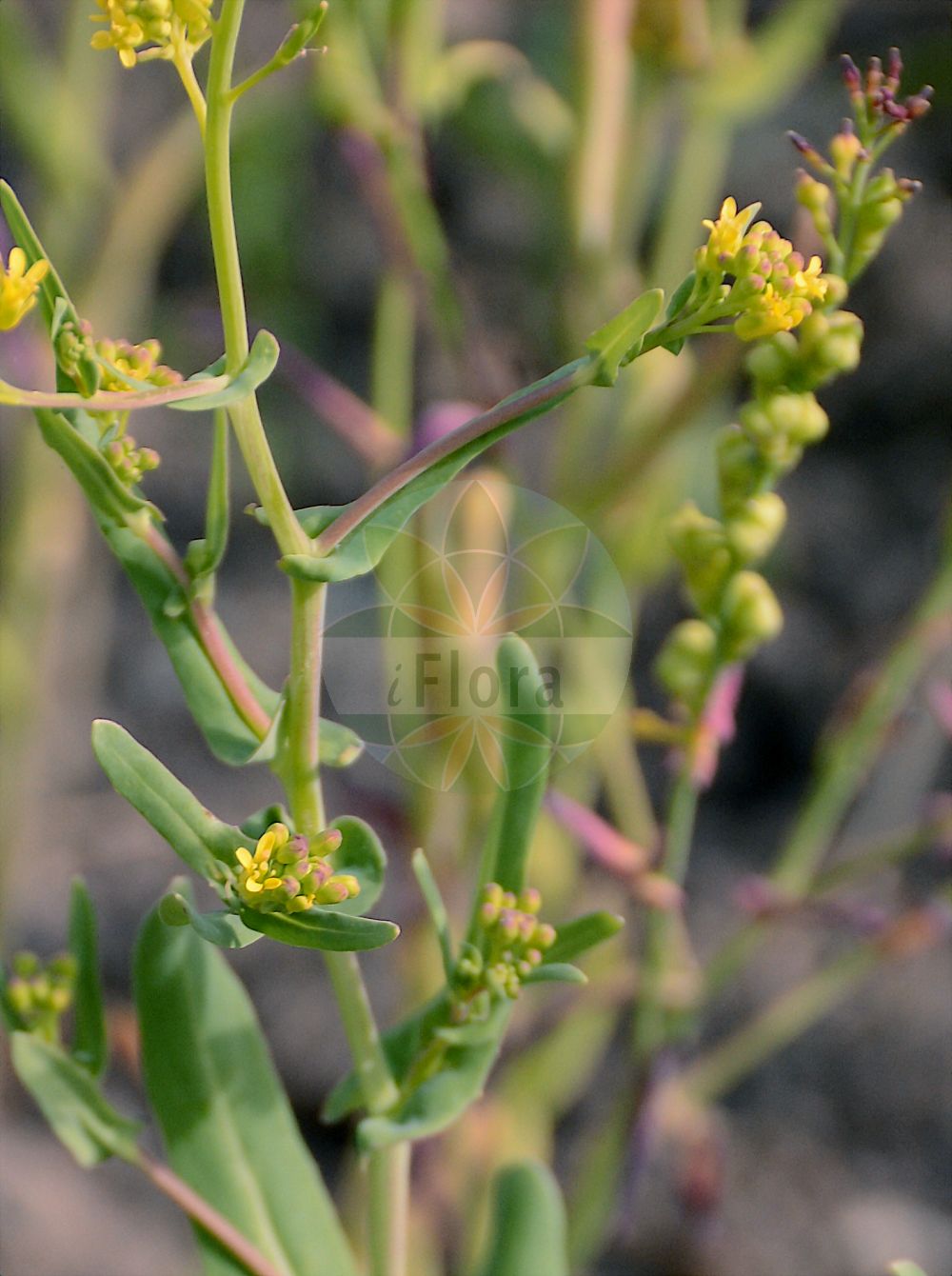 Foto von Myagrum perfoliatum (Hohldotter - Mitre Cress). Das Foto wurde in Berlin, Deutschland aufgenommen. ---- Photo of Myagrum perfoliatum (Hohldotter - Mitre Cress). The picture was taken in Berlin, Germany.(Myagrum perfoliatum,Hohldotter,Mitre Cress,Myagrum perfoliatum,Hohldotter,Mitre Cress,Gold-of-Pleasure,Bird's-eye Cress,Myagrum,Hohldotter,Myagrum,Brassicaceae,Kreuzblütler,Cabbage family)