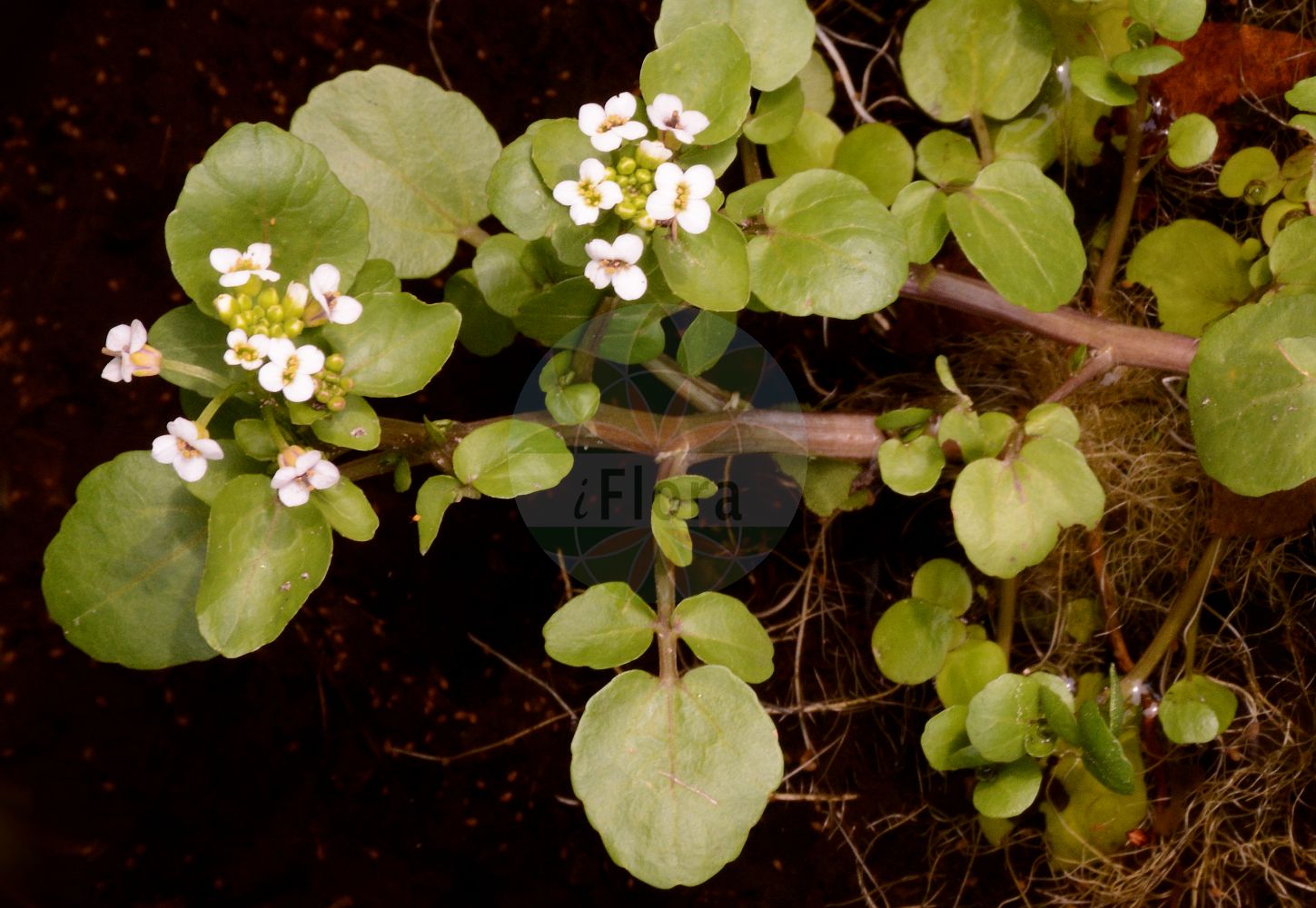 Foto von Nasturtium officinale (Gewöhnliche Brunnenkresse - Water-cress). Das Foto wurde in Oldenburg, Niedersachsen, Deutschland aufgenommen. ---- Photo of Nasturtium officinale (Gewöhnliche Brunnenkresse - Water-cress). The picture was taken in Oldenburg, Lower Saxony, Germany.(Nasturtium officinale,Gewöhnliche Brunnenkresse,Water-cress,Nasturtium aquaticum,Nasturtium fontanum,Nasturtium officinale,Nasturtium siifolium,Rorippa nasturtium-aquaticum,Rorippa nasturtium-aquaticum (L.) Hayek,Sisymbrium nasturtium-aquaticum,Gewoehnliche Brunnenkresse,Wasserkresse,Water-cress,Nasturtium,Brunnenkresse,Watercress,Brassicaceae,Kreuzblütler,Cabbage family)