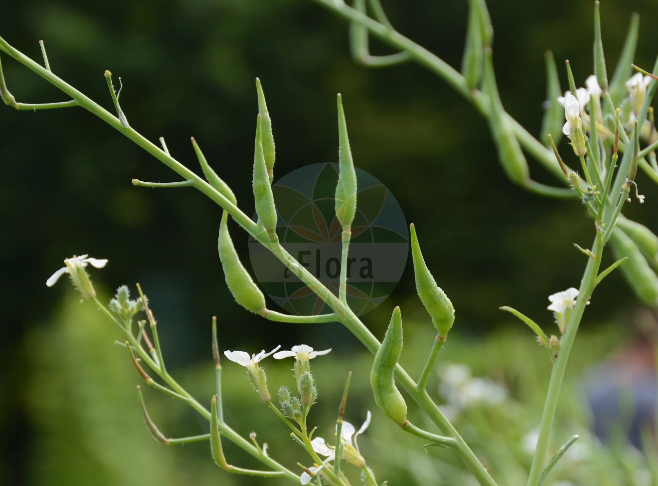 Foto von Raphanus sativus (Garten-Rettich - Garden Radish). Das Foto wurde in Dresden, Sachsen, Deutschland aufgenommen. ---- Photo of Raphanus sativus (Garten-Rettich - Garden Radish). The picture was taken in Dresden, Sachsen, Germany.(Raphanus sativus,Garten-Rettich,Garden Radish,Raphanistrum gayanum,Raphanus niger,Raphanus rotundus,Raphanus sativus,Raphanus sativus subsp. niger,Garten-Rettich,Gartenrettich,Ölrettich,Radieschen,Garden Radish,Cultivated Radish,Radish,Small Radish,Raphanus,Hederich,Radish,Brassicaceae,Kreuzblütler,Cabbage family)