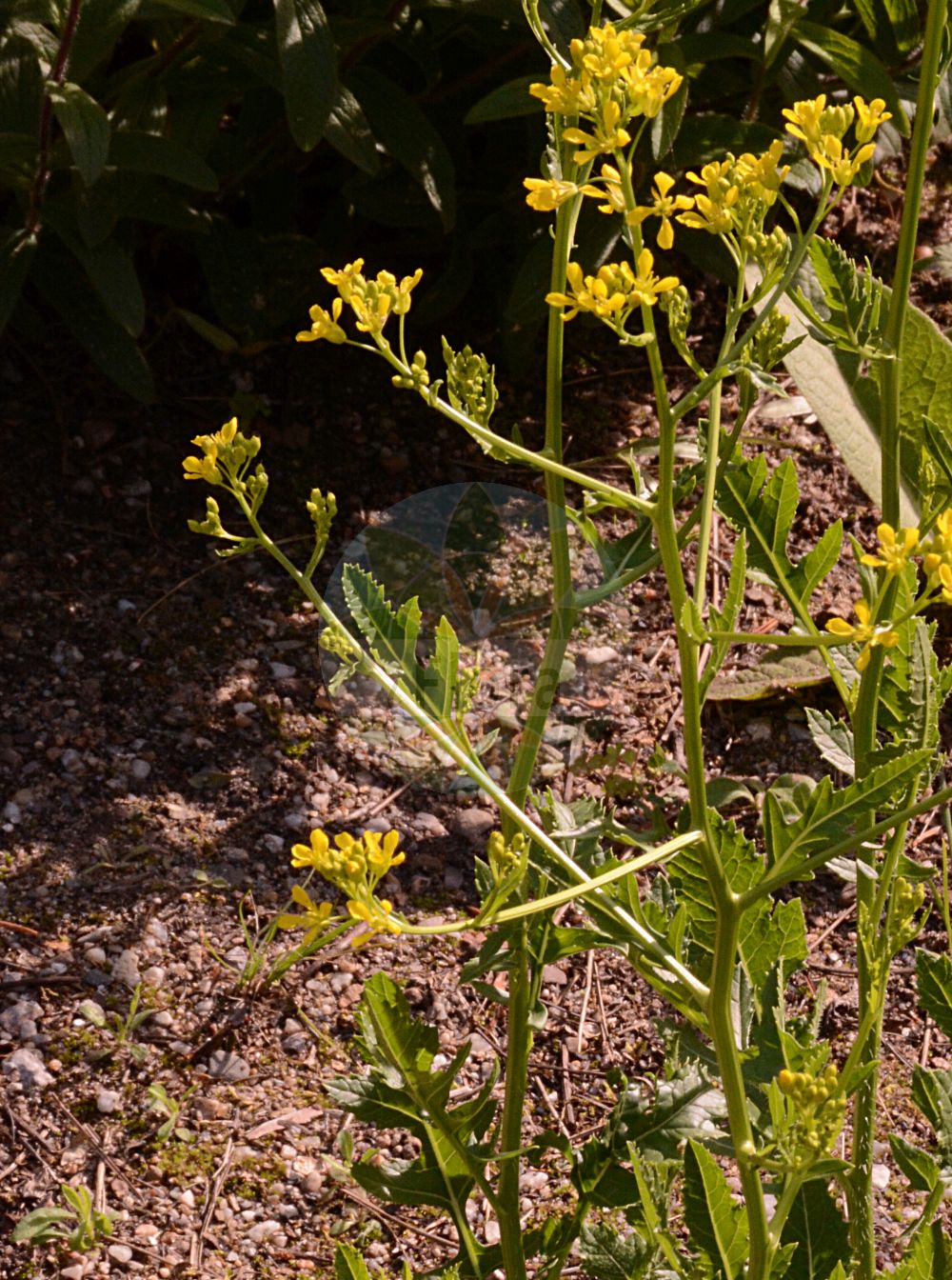 Foto von Rapistrum perenne (Ausdauernder Rapsdotter - Steppe Cabbage). Das Foto wurde in Wien, Österreich aufgenommen. ---- Photo of Rapistrum perenne (Ausdauernder Rapsdotter - Steppe Cabbage). The picture was taken in Vienna, Austria.(Rapistrum perenne,Ausdauernder Rapsdotter,Steppe Cabbage,Myagrum perenne,Rapistrum diffusum,Rapistrum perenne,Ausdauernder Rapsdotter,Stauden-Windsbock,Steppe Cabbage,Perennial Bastard Cabbage,Steppe Bastard Cabbage,Rapistrum,Rapsdotter,Bastardcabbage,Brassicaceae,Kreuzblütler,Cabbage family)