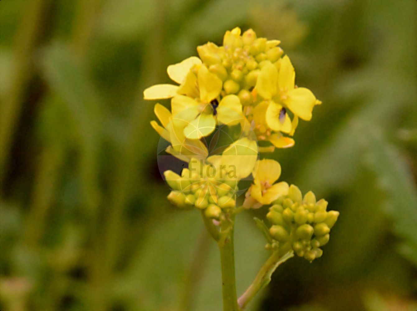 Foto von Rapistrum rugosum (Runzeliger Rapsdotter - Bastard Cabbage). Das Foto wurde in Berlin, Deutschland aufgenommen. ---- Photo of Rapistrum rugosum (Runzeliger Rapsdotter - Bastard Cabbage). The picture was taken in Berlin, Germany.(Rapistrum rugosum,Runzeliger Rapsdotter,Bastard Cabbage,Myagrum orientale,Myagrum rugosum,Myagrum venosum,Rapistrum clavatum,Rapistrum confusum,Rapistrum conoideum,Rapistrum hirsutum,Rapistrum hirtum,Rapistrum hispanicum,Rapistrum hispidum,Rapistrum linnaeanum,Rapistrum microcarpum,Rapistrum orientale,Rapistrum rugosum,Rapistrum rugosum (L.) All.,Rapistrum strictissimum,Runzeliger Rapsdotter,Runzliger Windsbock,Bastard Cabbage,Annual Bastardcabbage,Turnip Weed,Rapistrum,Rapsdotter,Bastardcabbage,Brassicaceae,Kreuzblütler,Cabbage family)