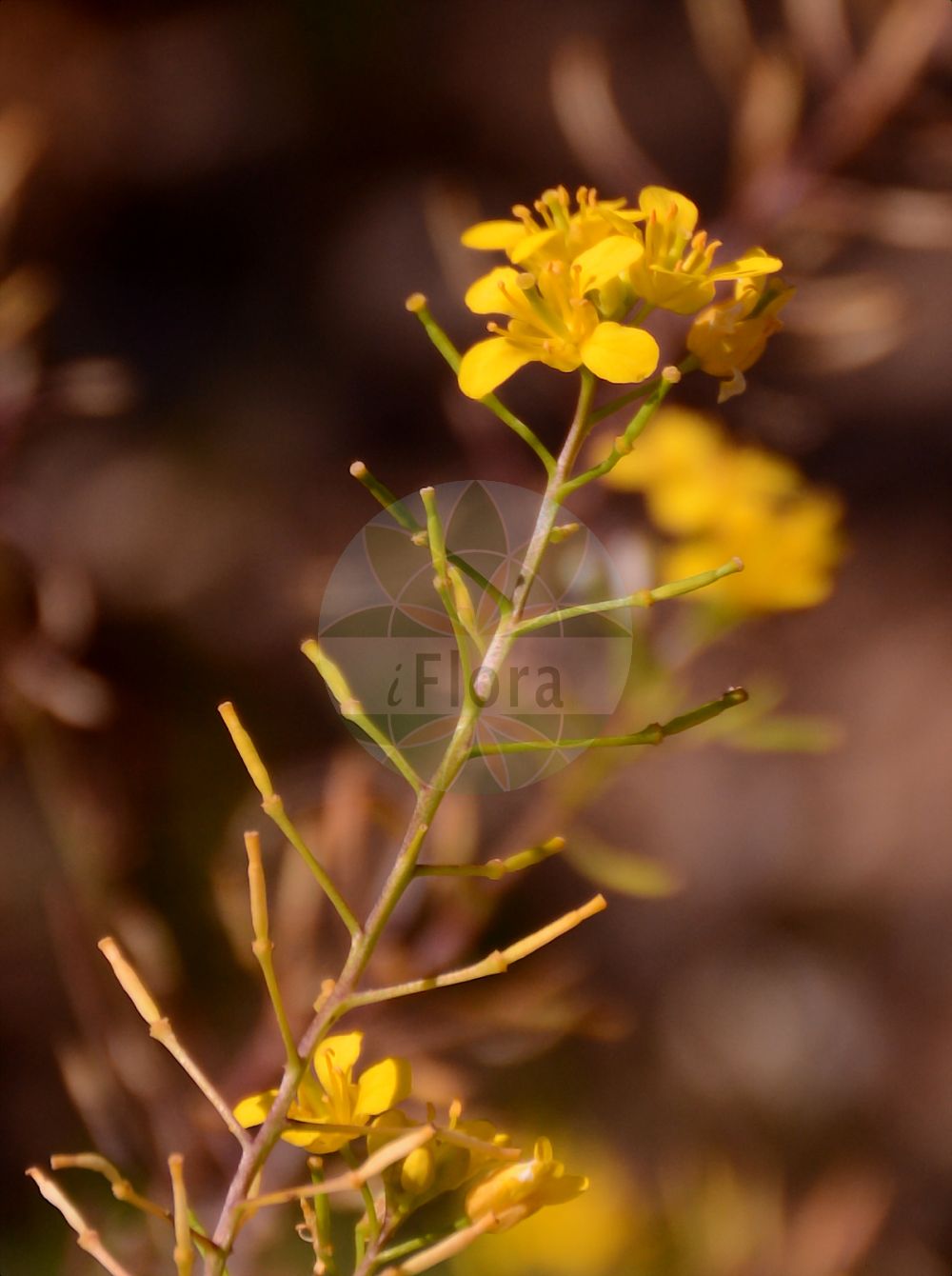 Foto von Rorippa sylvestris (Wilde Sumpfkresse - Creeping Yellow-cress). Das Foto wurde in Mainz, Rheinland-Pfalz, Deutschland aufgenommen. ---- Photo of Rorippa sylvestris (Wilde Sumpfkresse - Creeping Yellow-cress). The picture was taken in Mainz, Rhineland-Palatinate, Germany.(Rorippa sylvestris,Wilde Sumpfkresse,Creeping Yellow-cress,Nasturtium rivulare,Nasturtium sylvestre,Radicula sylvestris,Rorippa rivularis,Rorippa sylvestris,Sisymbrium sylvestre,Wilde Sumpfkresse,Creeping Yellow-cress,Keek,Yellow Fieldcress,Rorippa,Sumpfkresse,Yellowcress,Brassicaceae,Kreuzblütler,Cabbage family)