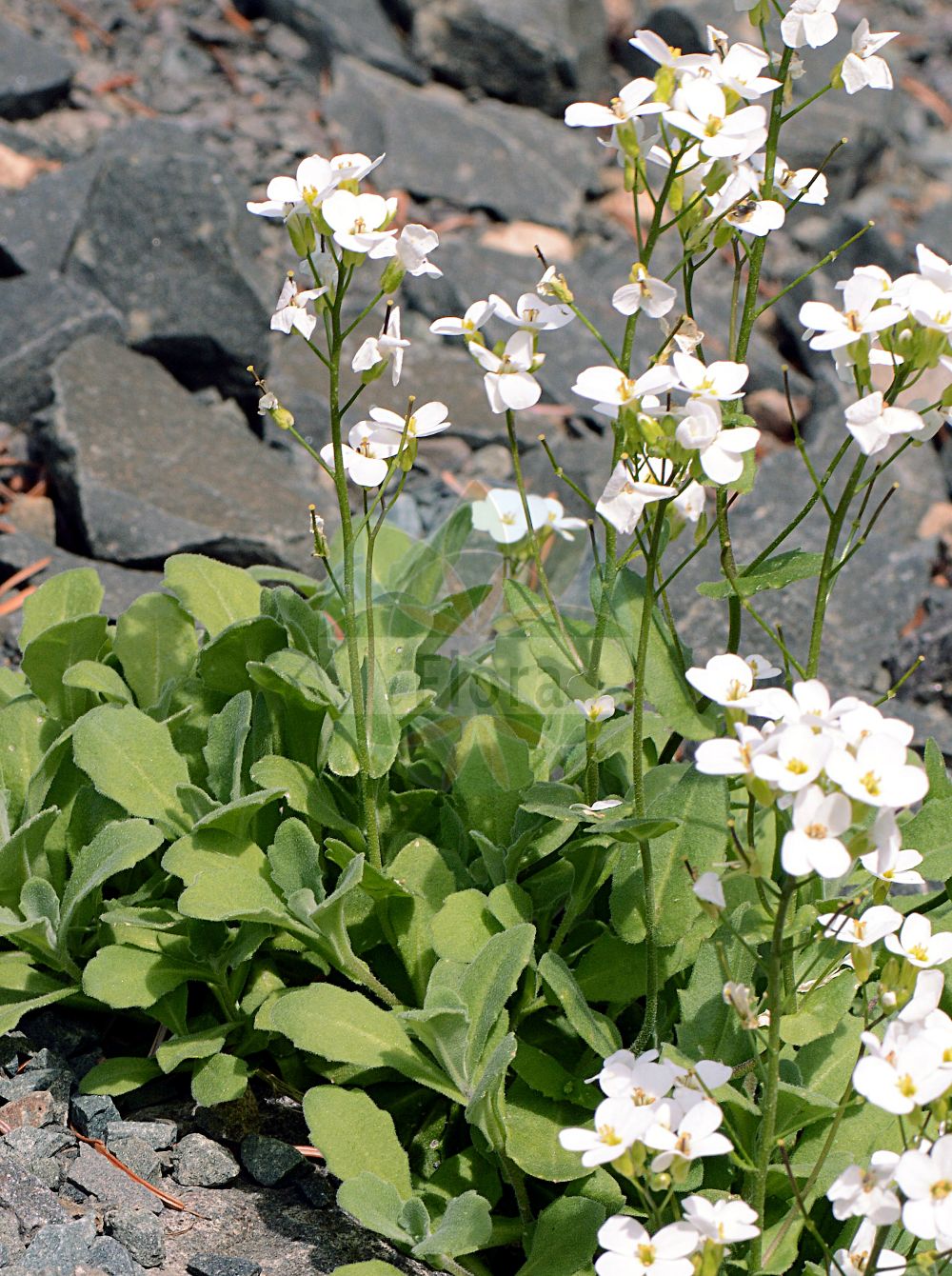 Foto von Arabis alpina subsp. caucasica (Kaukasische Gänsekresse - Garden Arabis). Das Foto wurde in Mainz, Rheinland-Pfalz, Deutschland aufgenommen. ---- Photo of Arabis alpina subsp. caucasica (Kaukasische Gänsekresse - Garden Arabis). The picture was taken in Mainz, Rhineland-Palatinate, Germany.(Arabis alpina subsp. caucasica,Kaukasische Gänsekresse,Garden Arabis,Arabis viscosa,Kaukasische Gaensekresse,Garden Arabis,Madwort,Snow-in-Summer,Arabis,Gänsekresse,Rockcress,Brassicaceae,Kreuzblütler,Cabbage family)