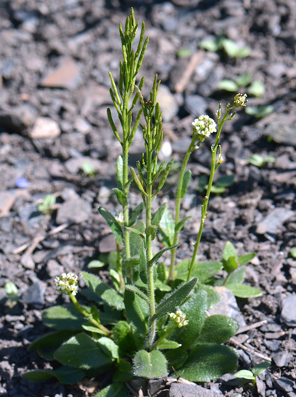 Foto von Arabis ciliata (Doldige Gänsekresse - Corymbose Rockcress). Das Foto wurde in Oslo, Norwegen aufgenommen. ---- Photo of Arabis ciliata (Doldige Gänsekresse - Corymbose Rockcress). The picture was taken in Oslo, Norway.(Arabis ciliata,Doldige Gänsekresse,Corymbose Rockcress,Arabis arcuata,Arabis ciliata,Arabis corymbiflora,Dollineria ciliata,Doldige Gaensekresse,Corymbose Rockcress,Arabis,Gänsekresse,Rockcress,Brassicaceae,Kreuzblütler,Cabbage family)