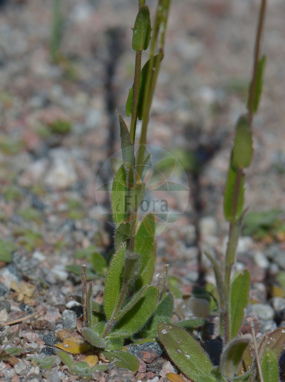 Foto von Arabis hirsuta (Behaarte Gänsekresse - Hairy Rock-cress). Das Foto wurde in Uppsala, Schweden aufgenommen. ---- Photo of Arabis hirsuta (Behaarte Gänsekresse - Hairy Rock-cress). The picture was taken in Uppsala, Sweden.(Arabis hirsuta,Behaarte Gänsekresse,Hairy Rock-cress,Arabis brownii,Arabis ciliata,Arabis hirsuta,Arabis hirsuta (L.) Scop.,Arabis ovata,Turritis hirsuta,Behaarte Gaensekresse,Behaarte Gaensekresse,Hairy Rock-cress,Arabis,Gänsekresse,Rockcress,Brassicaceae,Kreuzblütler,Cabbage family)