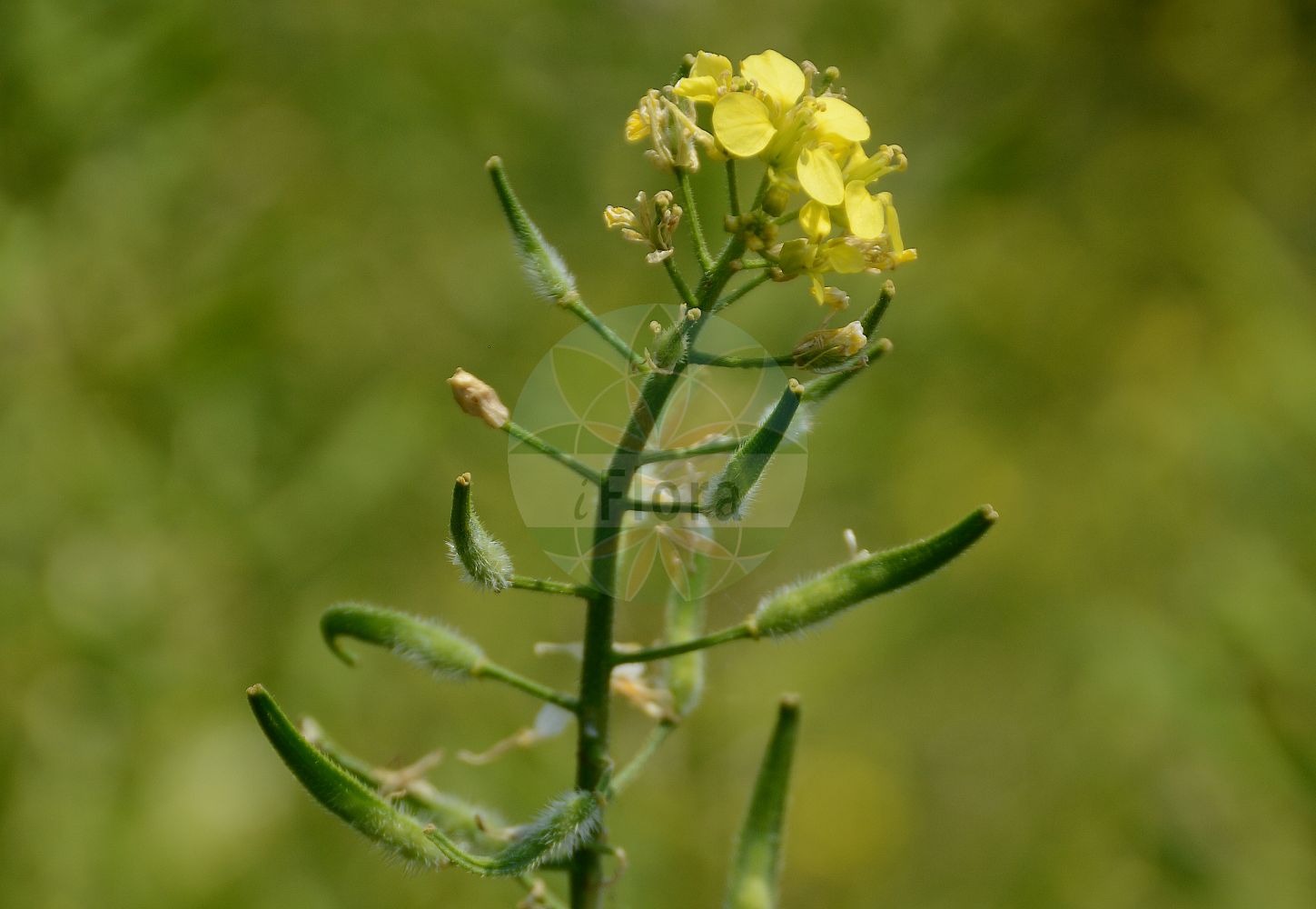 Foto von Sinapis alba (Gelber Senf - White Mustard). Das Foto wurde in Bonn, Nordrhein-Westfalen, Deutschland aufgenommen. ---- Photo of Sinapis alba (Gelber Senf - White Mustard). The picture was taken in Bonn, North Rhine-Westphalia, Germany.(Sinapis alba,Gelber Senf,White Mustard,Leucosinapis alba,Sinapis alba var.,Sinapis alba,Gelber Senf,Weisser Senf,White Mustard,Sinapis,Senf,Mustard,Brassicaceae,Kreuzblütler,Cabbage family)