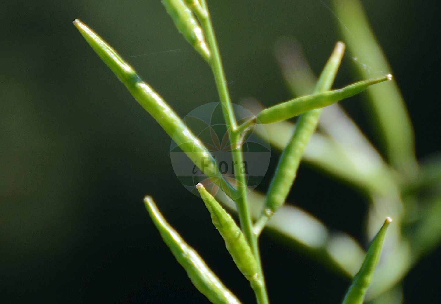 Foto von Sinapis arvensis (Acker-Senf - Charlock). Das Foto wurde in Hohenheim, Baden-Württemberg, Deutschland aufgenommen. ---- Photo of Sinapis arvensis (Acker-Senf - Charlock). The picture was taken in Hohenheim, Baden-Wuerttemberg, Germany.(Sinapis arvensis,Acker-Senf,Charlock,Brassica arvensis,Brassica sinapistrum,Sinapis arvensis,Sinapis orientalis,Sinapis schkuhriana,Acker-Senf,Wilder Senf,Charlock,Charlock Mustard,Kedlock,Kelk,Kilk,Wild Mustard,Yellow Charlock,Sinapis,Senf,Mustard,Brassicaceae,Kreuzblütler,Cabbage family)