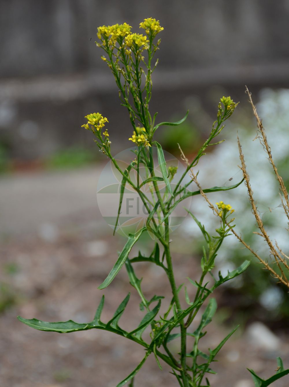 Foto von Sisymbrium austriacum (Österreichische Rauke - Austrian Rocket). Das Foto wurde in Tübingen, Baden-Württemberg, Deutschland aufgenommen. ---- Photo of Sisymbrium austriacum (Österreichische Rauke - Austrian Rocket). The picture was taken in Tuebingen, Baden-Wuerttemberg, Germany.(Sisymbrium austriacum,Österreichische Rauke,Austrian Rocket,Sisymbrium austriacum,Sisymbrium multisiliquosum,Sisymbrium pyrenaicum subsp. austriacum,Österreichische Rauke,Austrian Rocket,Jeweled Rocket,Sisymbrium,Rauke,Hedgemustard,Brassicaceae,Kreuzblütler,Cabbage family)