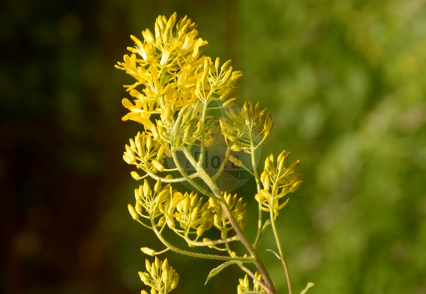 Foto von Sisymbrium strictissimum (Steife Rauke - Perennial Rocket). Das Foto wurde in Jardin des Plantes, Paris, Frankreich aufgenommen. ---- Photo of Sisymbrium strictissimum (Steife Rauke - Perennial Rocket). The picture was taken in Jardin des Plantes, Paris, France.(Sisymbrium strictissimum,Steife Rauke,Perennial Rocket,Sisymbrium nitidulum,Sisymbrium strictissimum,Steife Rauke,Perennial Rocket,Sisymbrium,Rauke,Hedgemustard,Brassicaceae,Kreuzblütler,Cabbage family)