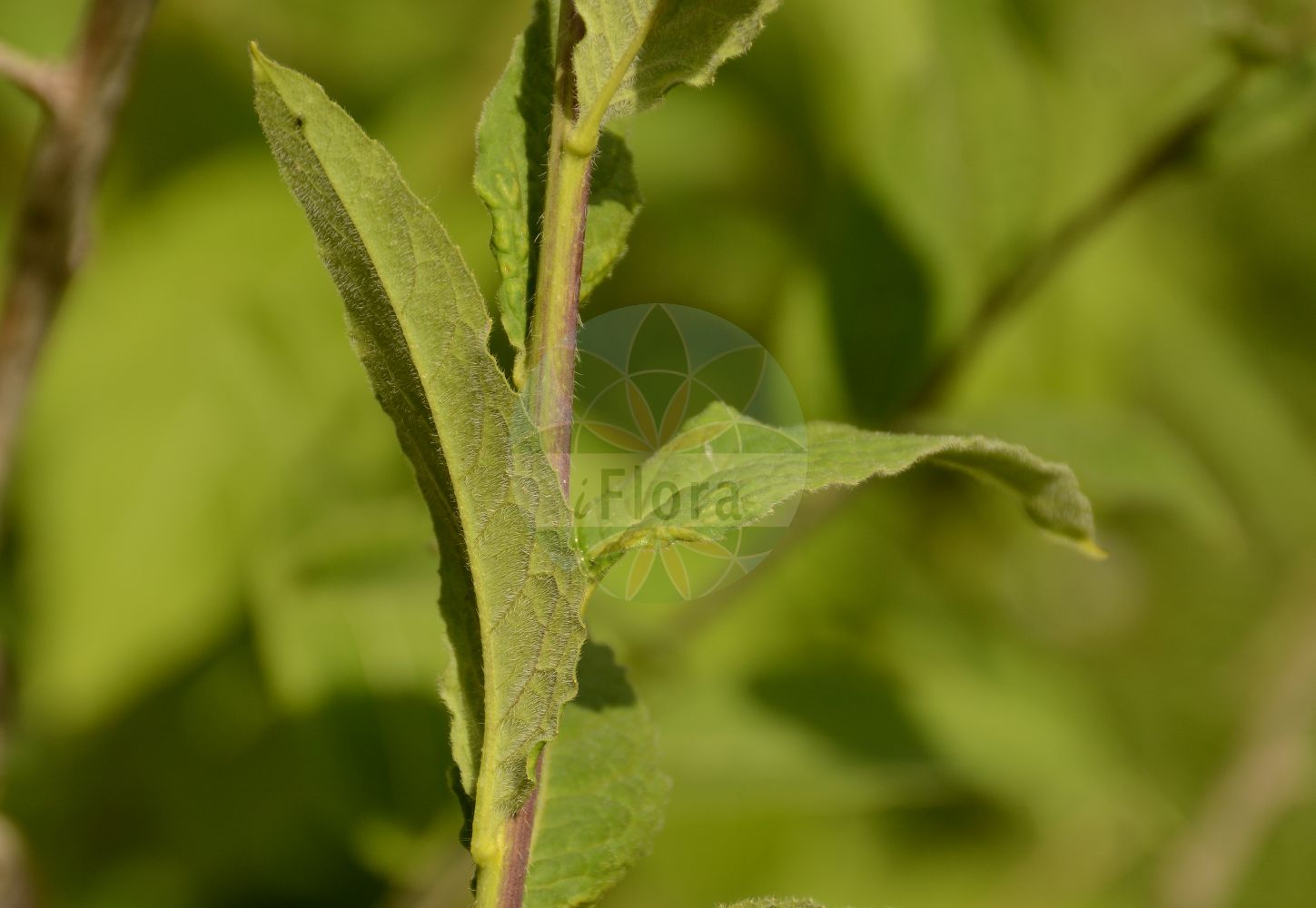 Foto von Sisymbrium strictissimum (Steife Rauke - Perennial Rocket). Das Foto wurde in Jardin des Plantes, Paris, Frankreich aufgenommen. ---- Photo of Sisymbrium strictissimum (Steife Rauke - Perennial Rocket). The picture was taken in Jardin des Plantes, Paris, France.(Sisymbrium strictissimum,Steife Rauke,Perennial Rocket,Sisymbrium nitidulum,Sisymbrium strictissimum,Steife Rauke,Perennial Rocket,Sisymbrium,Rauke,Hedgemustard,Brassicaceae,Kreuzblütler,Cabbage family)