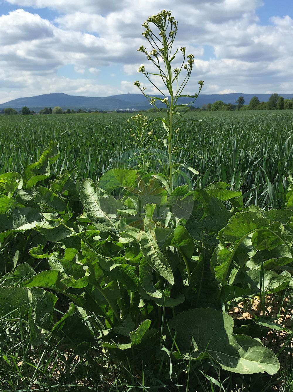 Foto von Armoracia rusticana (Meerrettich - Horse-radish). ---- Photo of Armoracia rusticana (Meerrettich - Horse-radish).(Armoracia rusticana,Meerrettich,Horse-radish,Armoracia lapathifolia,Armoracia rusticana,Armoracia sativa,Cochlearia armoracia,Nasturtium armoracia,Rorippa armoracia,Rorippa rusticana,Meerrettich,Kren,Horse-radish,Armoracia,Meerrettich,Horseradish,Brassicaceae,Kreuzblütler,Cabbage family)