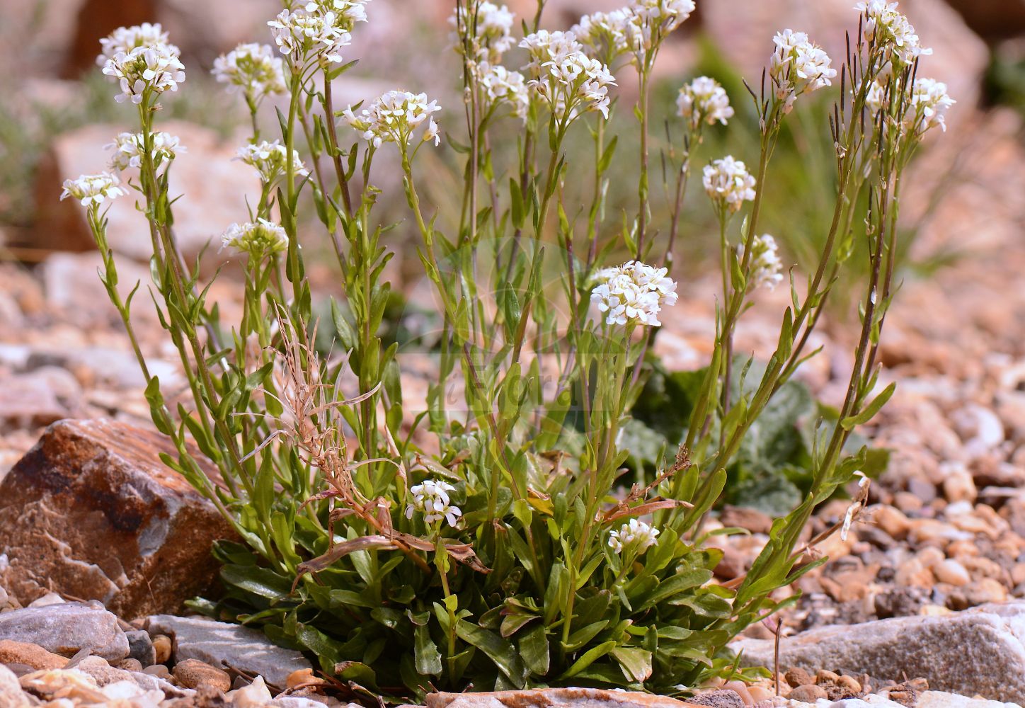 Foto von Arabis soyeri (Glänzende Gänsekresse - Soyer's Rockcress). Das Foto wurde in Mainz, Rheinland-Pfalz, Deutschland aufgenommen. ---- Photo of Arabis soyeri (Glänzende Gänsekresse - Soyer's Rockcress). The picture was taken in Mainz, Rhineland-Palatinate, Germany.(Arabis soyeri,Glänzende Gänsekresse,Soyer's Rockcress,Arabis jacquinii,Arabis soyeri,Glaenzende Gaensekresse,Soyer's Rockcress,Arabis,Gänsekresse,Rockcress,Brassicaceae,Kreuzblütler,Cabbage family)