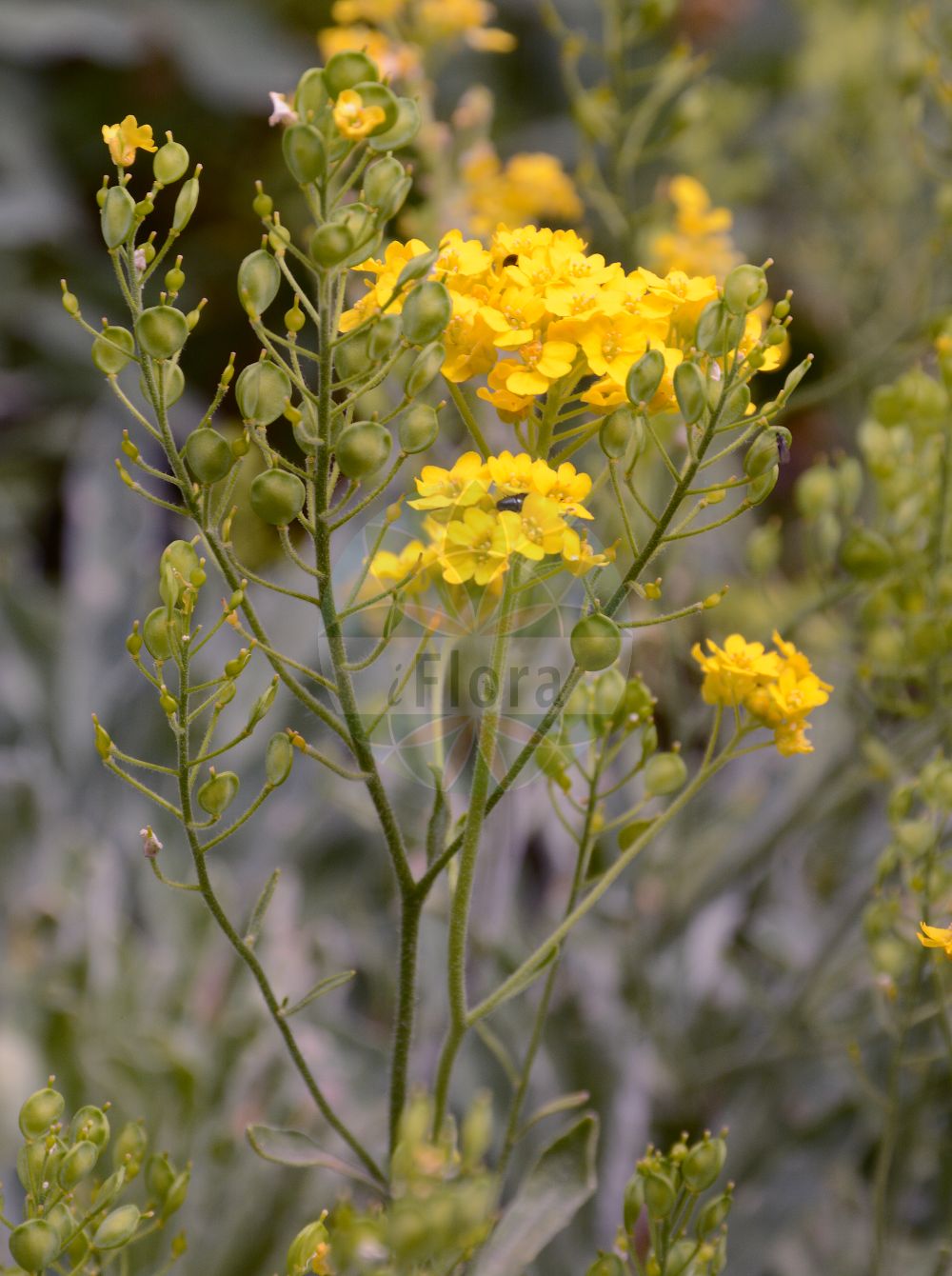 Foto von Aurinia saxatilis (Felsen-Steinkraut - Golden Alison). Das Foto wurde in Bremen, Deutschland aufgenommen. ---- Photo of Aurinia saxatilis (Felsen-Steinkraut - Golden Alison). The picture was taken in Bremen, Germany.(Aurinia saxatilis,Felsen-Steinkraut,Golden Alison,Alyssum arduinii,Alyssum bilimekii,Alyssum ephesium,Alyssum saxatile,Aurinia saxatilis,Felsen-Steinkraut,Felsen-Steinkresse,Golden Alison,Gold Dust,Basket Of Gold,Golden Alyssum,Goldentuft,Rock Madwort,Aurinia,Steinkraut,Alison,Brassicaceae,Kreuzblütler,Cabbage family)