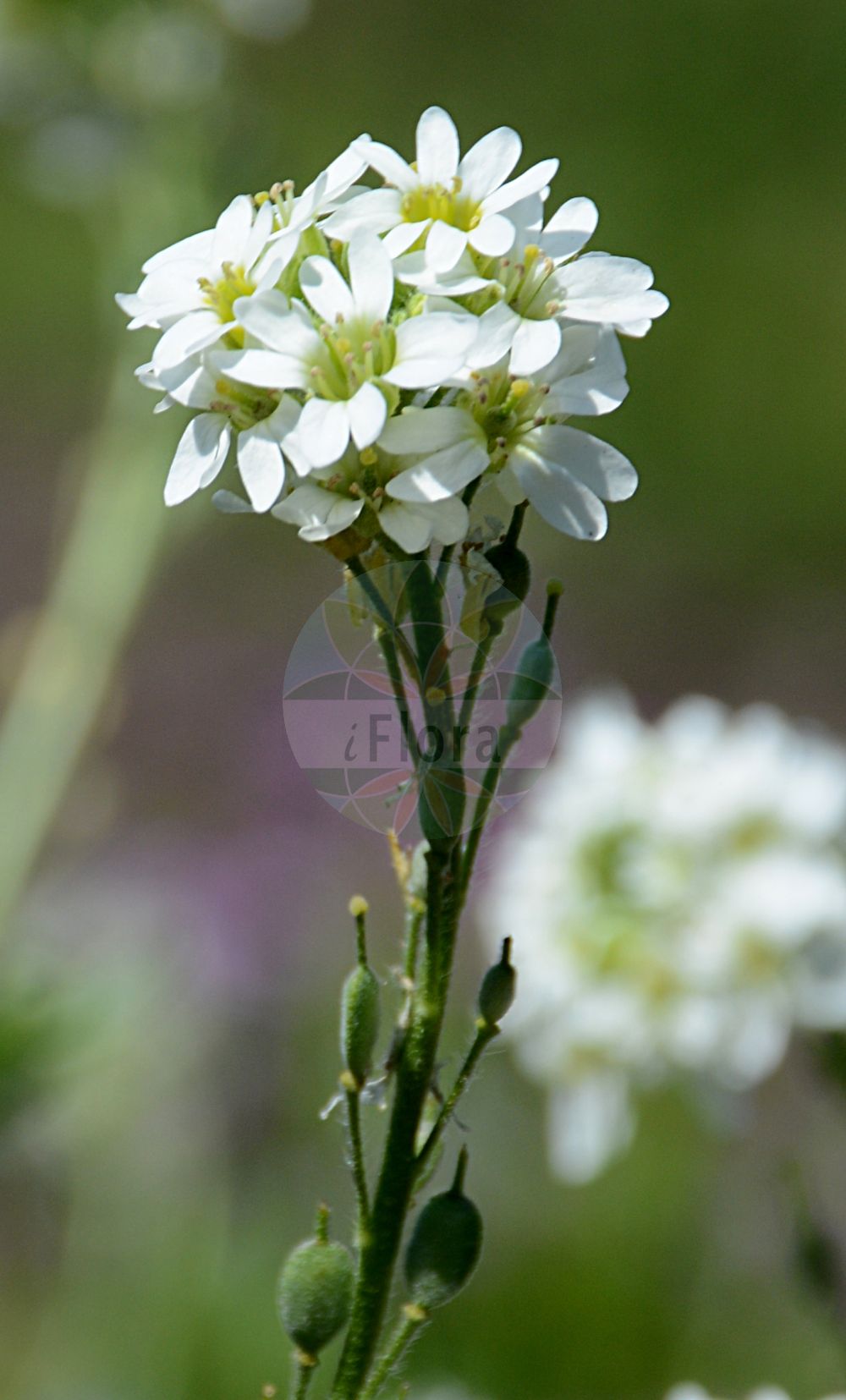Foto von Berteroa incana (Gewöhnliche Graukresse - Hoary Alison). Das Foto wurde in Bremen, Deutschland aufgenommen. ---- Photo of Berteroa incana (Gewöhnliche Graukresse - Hoary Alison). The picture was taken in Bremen, Germany.(Berteroa incana,Gewöhnliche Graukresse,Hoary Alison,Alyssum incanum,Berteroa incana,Berteroa incana (L.) DC.,Berteroa stricta,Farsetia incana,Gewoehnliche Graukresse,Graues Steinkraut,Hoary Alison,Hoary Alyssum,Hoary False Alyssum,Hoary False Madwort,Berteroa,Graukresse,False Madwort,Brassicaceae,Kreuzblütler,Cabbage family)