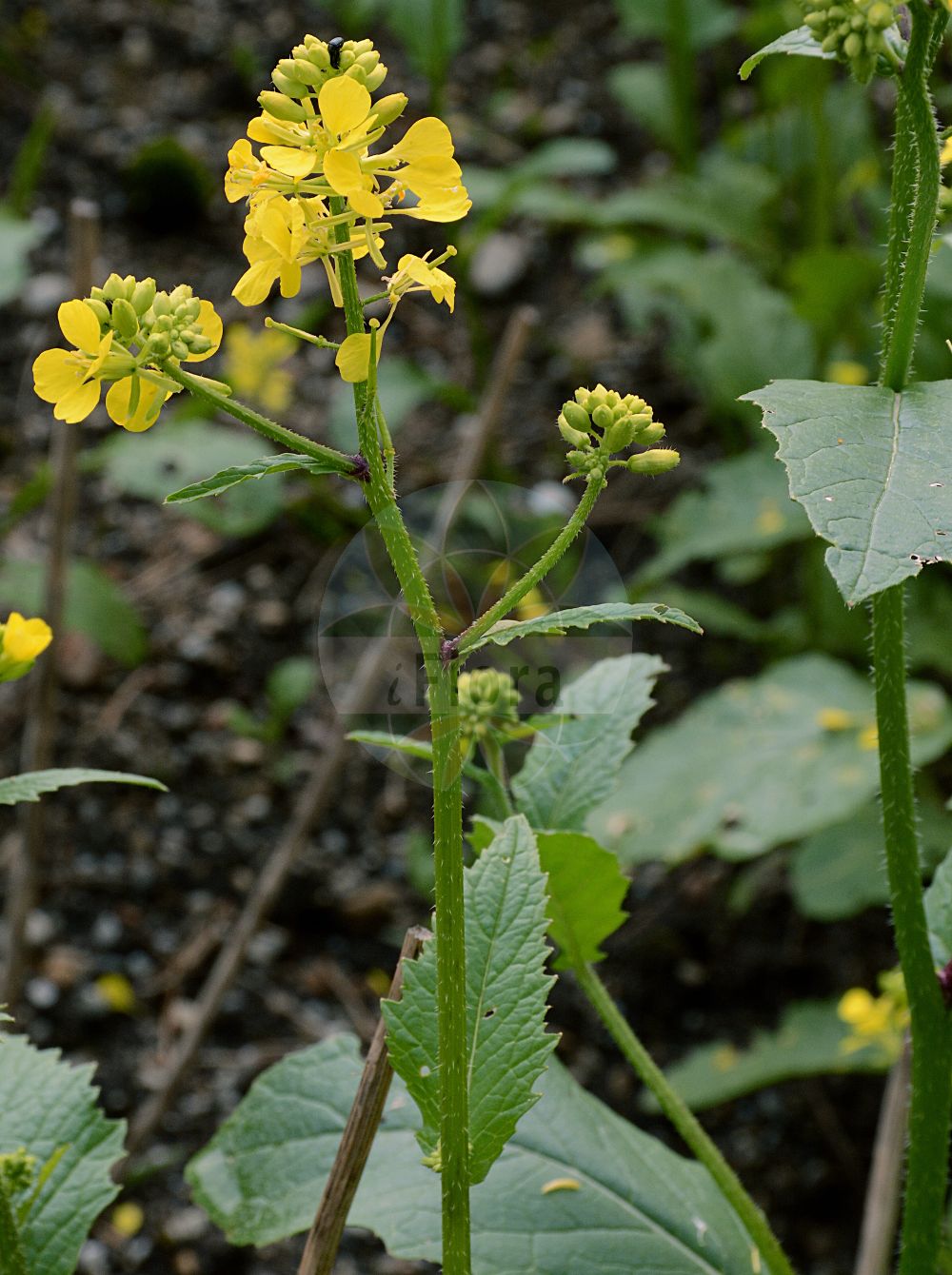 Foto von Brassica juncea (Brauner Senf - Chinese Mustard). Das Foto wurde in München, Bayern, Deutschland aufgenommen. ---- Photo of Brassica juncea (Brauner Senf - Chinese Mustard). The picture was taken in Munich, Bavaria, Germany.(Brassica juncea,Brauner Senf,Chinese Mustard,Brassica juncea,Brauner Senf,Indischer Senf,Ruten-Kohl,Sarepta-Senf,Chinese Mustard,Brown Mustard,Chinese Turnip,India Mustard,Indian Mustard,Leaf Mustard,Spinach Mustard,Tuberous-rooted Mustard,White Mustard,Brassica,Kohl,Brassicas,Brassicaceae,Kreuzblütler,Cabbage family)