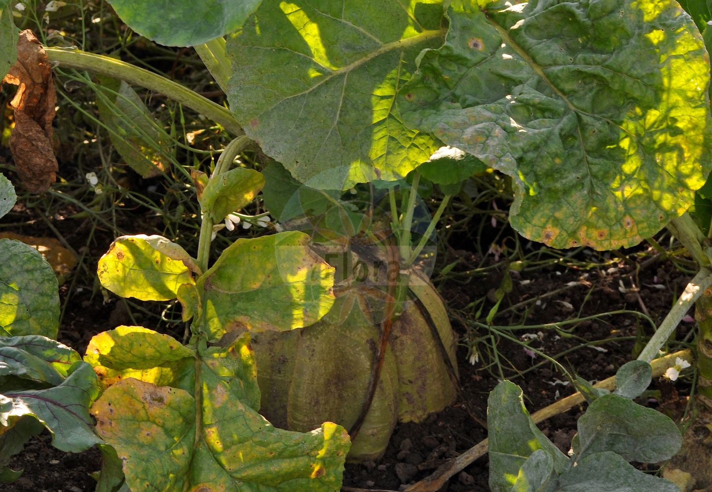 Foto von Brassica napus (Raps - Rape). Das Foto wurde in Bayreuth, Bayern, Deutschland aufgenommen. ---- Photo of Brassica napus (Raps - Rape). The picture was taken in Bayreuth, Bavaria, Germany.(Brassica napus,Raps,Rape,Brassica napus,Brassica oleifera,Brassica rapa subsp. napus,Raps,Kohlruebe,Lewat,Unterkohlrabi,Wruke,Rape,Rapeseed,Coleseed,Colza,Oilseed Rape,Swede,Brassica,Kohl,Brassicas,Brassicaceae,Kreuzblütler,Cabbage family)