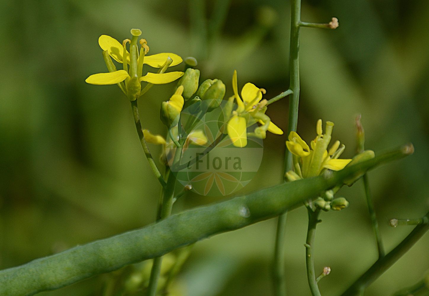 Foto von Brassica rapa subsp. oleifera (Öl-Rübse - Turnip-rape). Das Foto wurde in Bonn, Nordrhein-Westfalen, Deutschland aufgenommen. ---- Photo of Brassica rapa subsp. oleifera (Öl-Rübse - Turnip-rape). The picture was taken in Bonn, North Rhine-Westphalia, Germany.(Brassica rapa subsp. oleifera,Öl-Rübse,Turnip-rape,Brassica rapa var. oleifera,Öl-Ruebse,Turnip-rape,Brassica,Kohl,Brassicas,Brassicaceae,Kreuzblütler,Cabbage family)