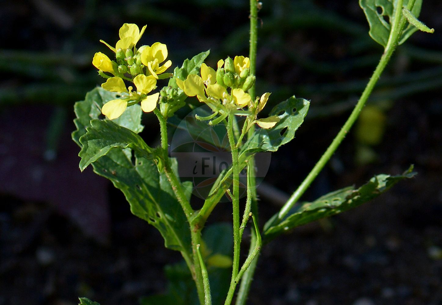 Foto von Brassica rapa (Feldrübe - Turnip). Das Foto wurde in Nancy, Grand Est, Frankreich aufgenommen. ---- Photo of Brassica rapa (Feldrübe - Turnip). The picture was taken in Nancy, Grand Est, France.(Brassica rapa,Feldrübe,Turnip,Brassica asperifolia,Brassica campestris,Brassica pekinensis,Brassica rapa,Feldruebe,Breitblatt-Chinakohl,Pe-tsai,Schmalblatt-China-Kohl,Stoppelruebe,Wasserruebe,Weisse Ruebe,Wilde Weissruebe,Turnip,Forage Turnip,Field Mustard,Garden Turnip,Brassica,Kohl,Brassicas,Brassicaceae,Kreuzblütler,Cabbage family)
