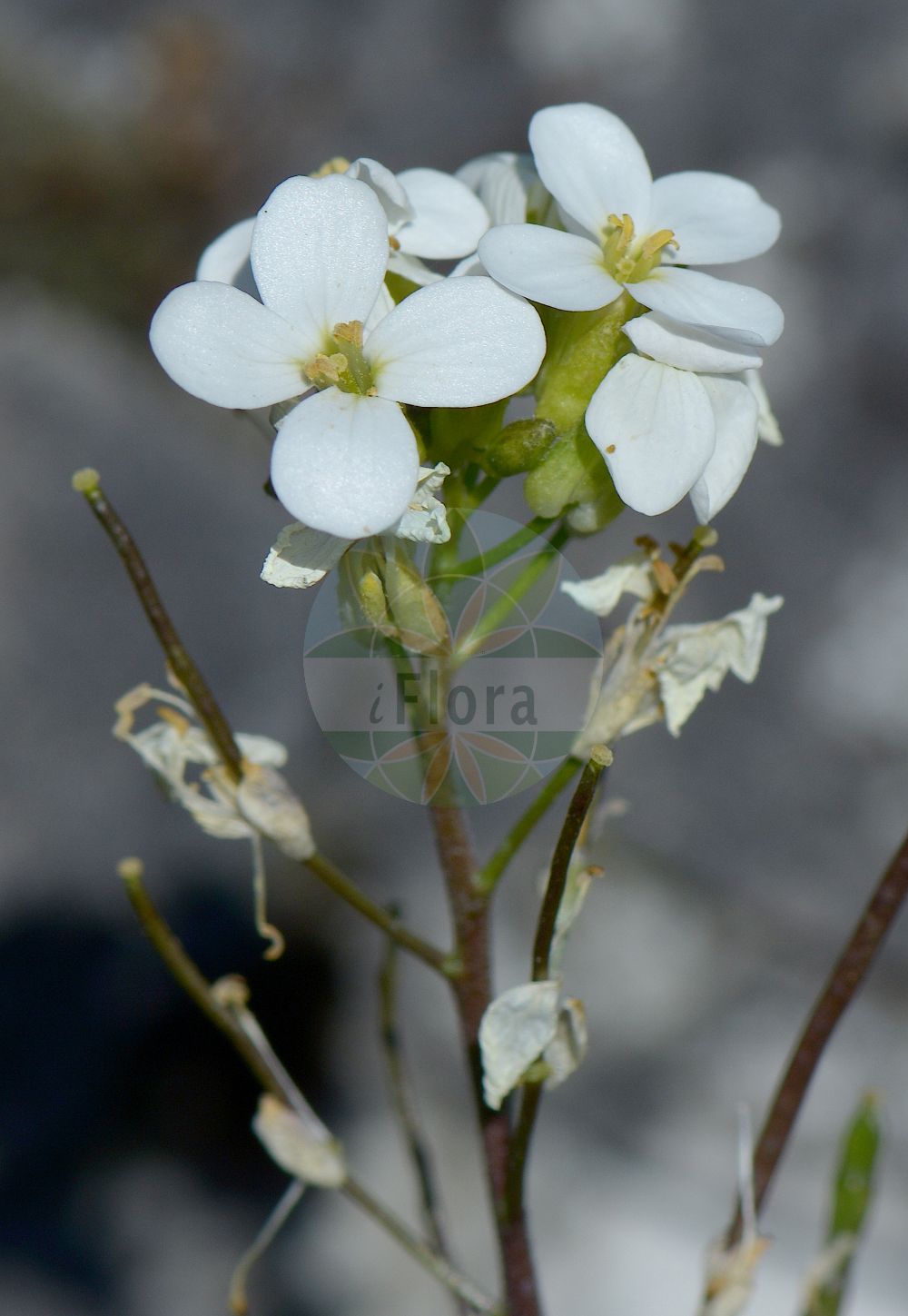 Foto von Arabis collina (Hügel-Gänsekresse - Rosy Cress). Das Foto wurde in Münster, Nordrhein-Westfalen, Deutschland aufgenommen. ---- Photo of Arabis collina (Hügel-Gänsekresse - Rosy Cress). The picture was taken in Muenster, North Rhine-Westphalia, Germany.(Arabis collina,Hügel-Gänsekresse,Rosy Cress,Arabis collina,Arabis collina Ten. subsp.,Arabis madonia,Arabis muralis,Arabis muricola,Arabis tenella,Huegel-Gaensekresse,Rosy Cress,Arabis,Gänsekresse,Rockcress,Brassicaceae,Kreuzblütler,Cabbage family)