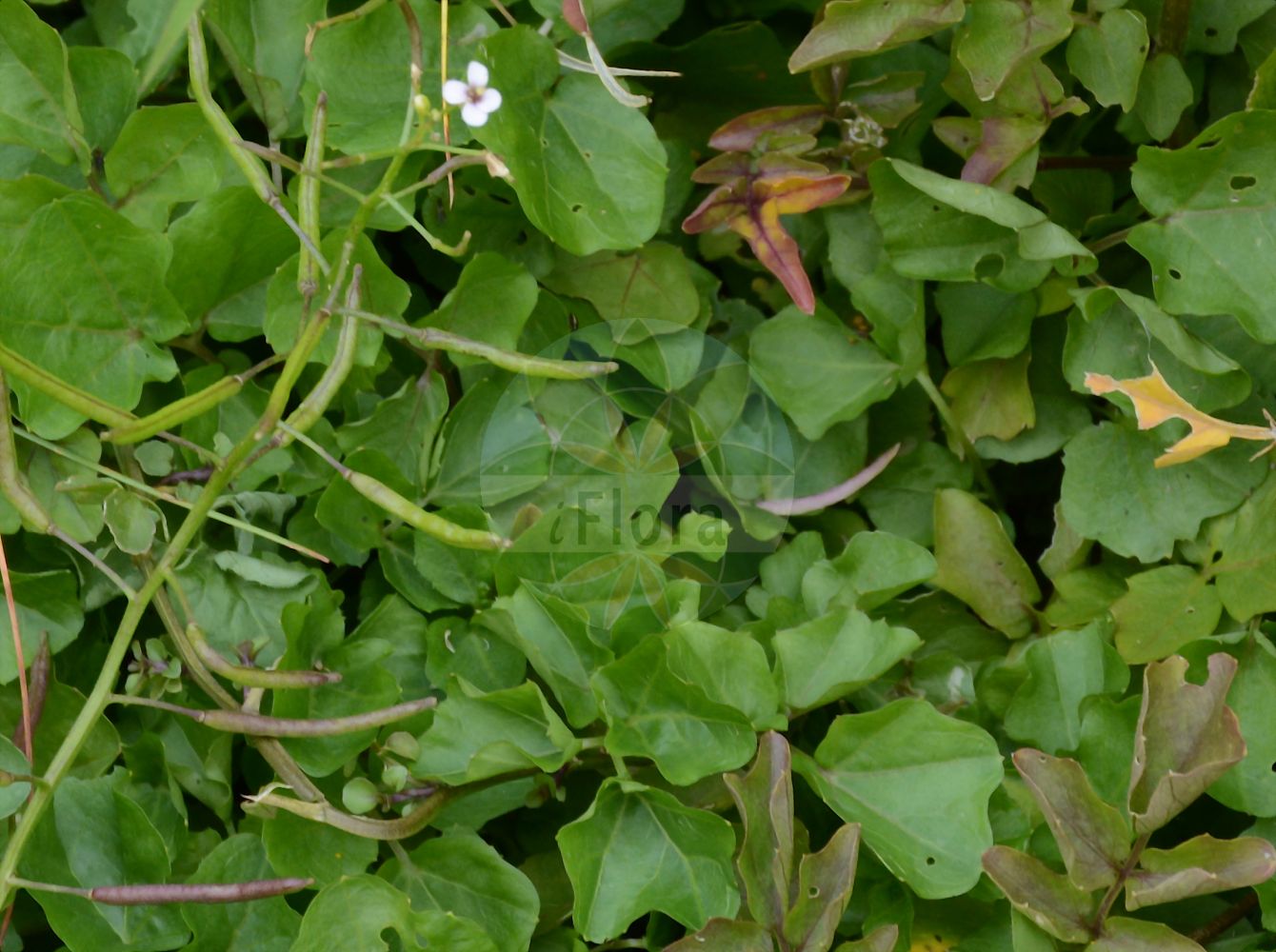 Foto von Nasturtium microphyllum (Kleinblättrige Brunnenkresse - Narrow-fruited Water-Cress). Das Foto wurde in Dresden, Sachsen, Deutschland aufgenommen. ---- Photo of Nasturtium microphyllum (Kleinblättrige Brunnenkresse - Narrow-fruited Water-Cress). The picture was taken in Dresden, Sachsen, Germany.(Nasturtium microphyllum,Kleinblättrige Brunnenkresse,Narrow-fruited Water-Cress,Nasturtium microphyllum,Nasturtium uniseriatum,Rorippa microphylla,Rorippa nasturtium-aquaticum subsp. microphylla,Kleinblaettrige Brunnenkresse,Bastard-Brunnenkresse,Braune Brunnenkresse,Einreihige Brunnenkresse,Taube Brunnenkresse,Narrow-fruited Water-Cress,Brown-leaved Watercress,Onerow Yellowcress,One-rowed Watercress,Nasturtium,Brunnenkresse,Watercress,Brassicaceae,Kreuzblütler,Cabbage family)