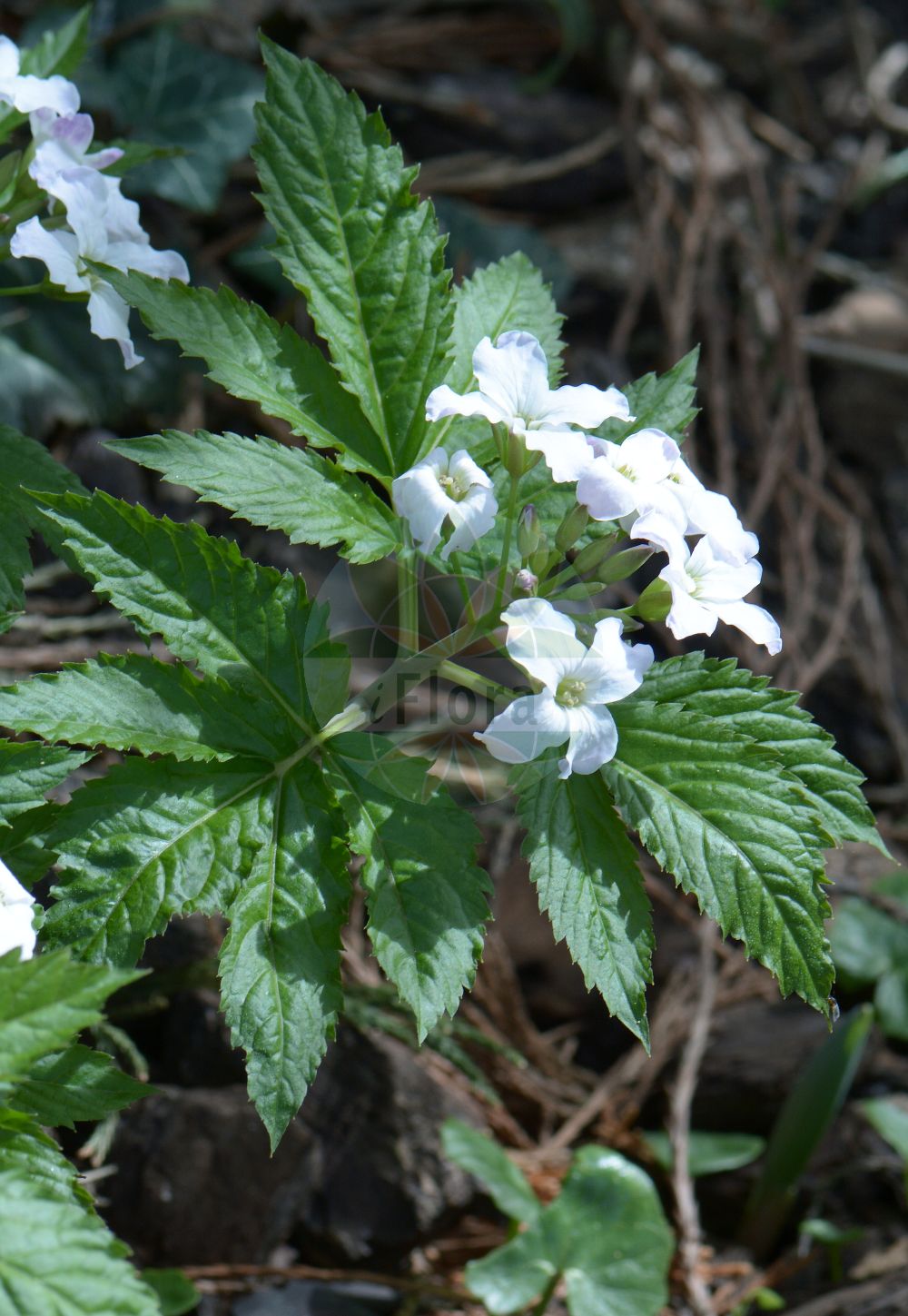 Foto von Cardamine kitaibelii. Das Foto wurde in Freiburg, Baden-Württemberg, Deutschland aufgenommen. ---- Photo of Cardamine kitaibelii. The picture was taken in Freiburg, Baden-Wuerttemberg, Germany.(Cardamine kitaibelii,Cardamine kitaibelii,Cardamine polyphylla,Dentaria polyphylla,Cardamine,Schaumkraut,Bittercress,Brassicaceae,Kreuzblütler,Cabbage family)