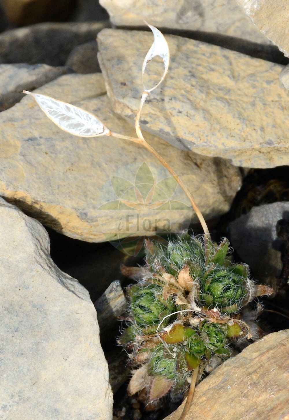 Foto von Draba ladina. Das Foto wurde in Schynige Platte, Interlaken, Bern, Schweiz aufgenommen. ---- Photo of Draba ladina. The picture was taken in Schynige Platte, Interlaken, Bern, Switzerland.(Draba ladina,Draba ladina,Draba,Felsenblümchen,Whitlowgrass,Brassicaceae,Kreuzblütler,Cabbage family)