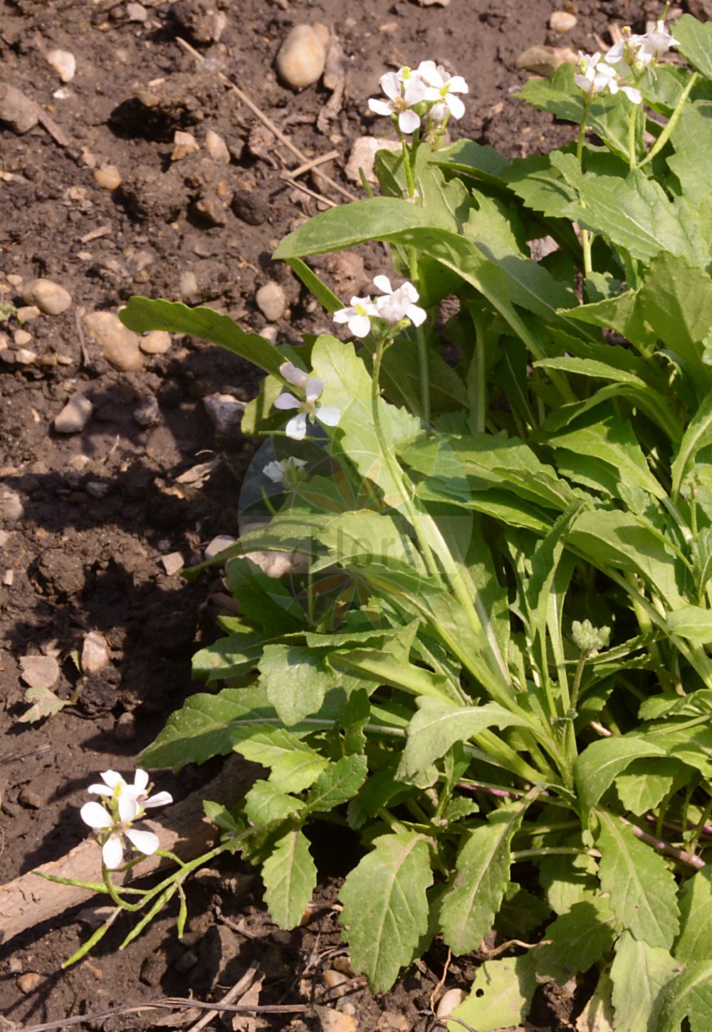 Foto von Diplotaxis erucoides (White Wall-rocket). Das Foto wurde in Wien, Österreich aufgenommen. ---- Photo of Diplotaxis erucoides (White Wall-rocket). The picture was taken in Vienna, Austria.(Diplotaxis erucoides,White Wall-rocket,Diplotaxis erucoides,Diplotaxis hispidula,Diplotaxis platystylos,Diplotaxis valentina,Diplotaxis versicolor,Sinapis apula,Sinapis erucoides,Diplotaxis,Doppelsame,Wallrocket,Brassicaceae,Kreuzblütler,Cabbage family)