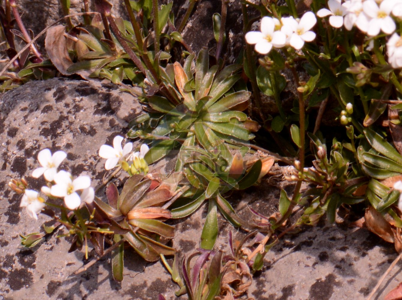 Foto von Arabis vochinensis. Das Foto wurde in Darmstadt, Hessen, Deutschland aufgenommen. ---- Photo of Arabis vochinensis. The picture was taken in Darmstadt, Hesse, Germany.(Arabis vochinensis,Arabis vochinensis,Arabis,Gänsekresse,Rockcress,Brassicaceae,Kreuzblütler,Cabbage family)