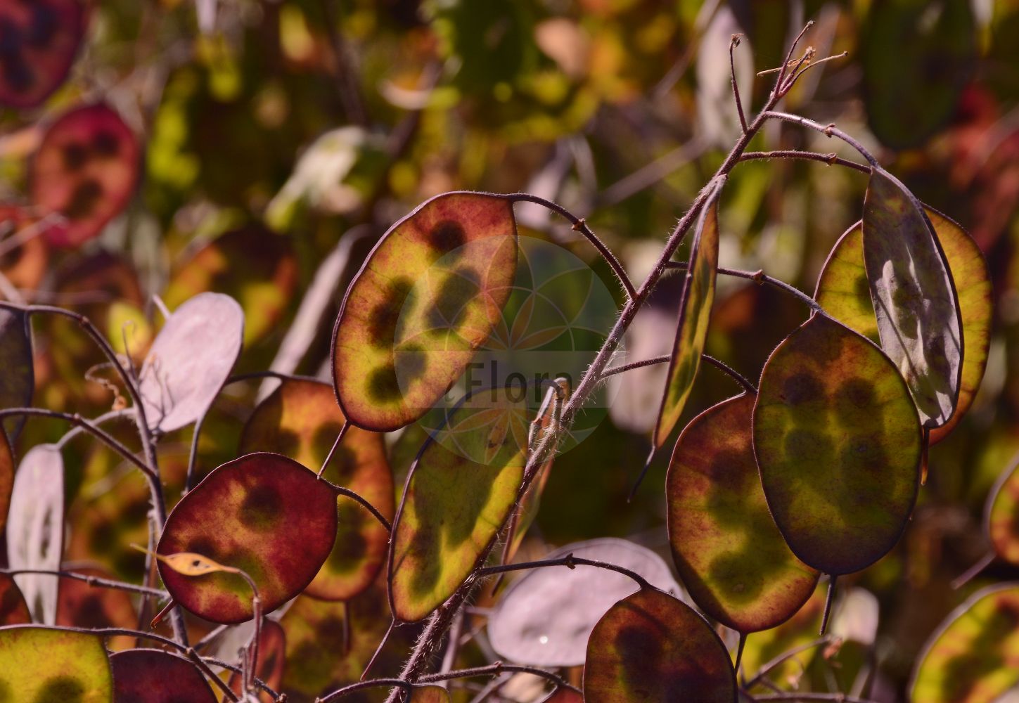 Foto von Lunaria annua (Garten-Silberblatt - Honesty). Das Foto wurde in Mainz, Rheinland-Pfalz, Deutschland aufgenommen. ---- Photo of Lunaria annua (Garten-Silberblatt - Honesty). The picture was taken in Mainz, Rhineland-Palatinate, Germany.(Lunaria annua,Garten-Silberblatt,Honesty,Lunaria annua,Lunaria biennis,Garten-Silberblatt,Einjaehriges Silberblatt,Garten-Mondviole,Honesty,Annual Moonwort,Annual Honesty,Dollarplant,Moneyflower,Satinflower,Lunaria,Silberblatt,Honesty,Brassicaceae,Kreuzblütler,Cabbage family)