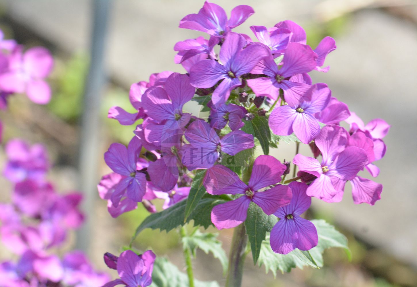 Foto von Lunaria annua (Garten-Silberblatt - Honesty). Das Foto wurde in München, Bayern, Deutschland aufgenommen. ---- Photo of Lunaria annua (Garten-Silberblatt - Honesty). The picture was taken in Munich, Bavaria, Germany.(Lunaria annua,Garten-Silberblatt,Honesty,Lunaria annua,Lunaria biennis,Garten-Silberblatt,Einjaehriges Silberblatt,Garten-Mondviole,Honesty,Annual Moonwort,Annual Honesty,Dollarplant,Moneyflower,Satinflower,Lunaria,Silberblatt,Honesty,Brassicaceae,Kreuzblütler,Cabbage family)