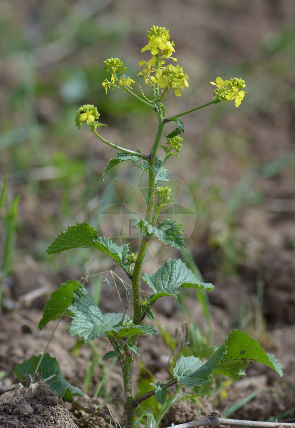 Foto von Diplotaxis muralis (Mauer-Doppelsame - Annual Wall-rocket). Das Foto wurde in Geisenheim, Hessen, Deutschland, Taunus aufgenommen. ---- Photo of Diplotaxis muralis (Mauer-Doppelsame - Annual Wall-rocket). The picture was taken in Geisenheim, Hesse, Germany, Taunus.(Diplotaxis muralis,Mauer-Doppelsame,Annual Wall-rocket,Diplotaxis muralis,Diplotaxis muralis (L.) DC.,Diplotaxis scaposa,Sisymbrium murale,Mauer-Doppelsame,Mauer-Doppelrauke,Mauersenf,Annual Wall-rocket,Sand Rocket,Stinking Wallrocket,Stinkweed,Wall Rocket,Diplotaxis,Doppelsame,Wallrocket,Brassicaceae,Kreuzblütler,Cabbage family)