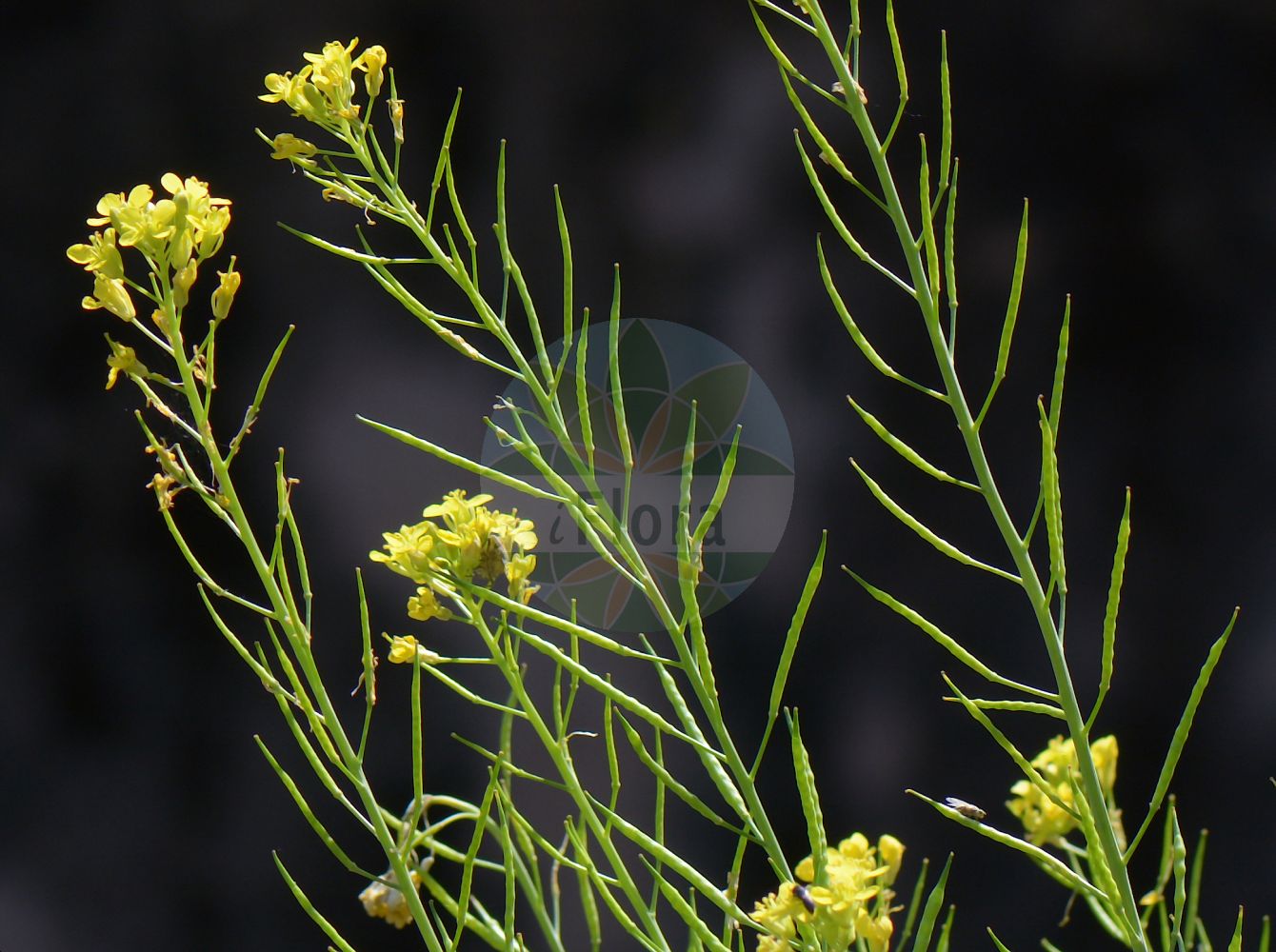 Foto von Brassica nigra (Schwarzer Senf - Black Mustard). Das Foto wurde in Padova, Veneto, Italien aufgenommen. ---- Photo of Brassica nigra (Schwarzer Senf - Black Mustard). The picture was taken in Padova, Veneto, Italy.(Brassica nigra,Schwarzer Senf,Black Mustard,Brassica bracteolata,Brassica nigra,Brassica nigra (L.) Koch,Sinapis nigra,Schwarzer Senf,Brauner Senf,Senf-Kohl,Black Mustard,Wild Cabbage,Brassica,Kohl,Brassicas,Brassicaceae,Kreuzblütler,Cabbage family)