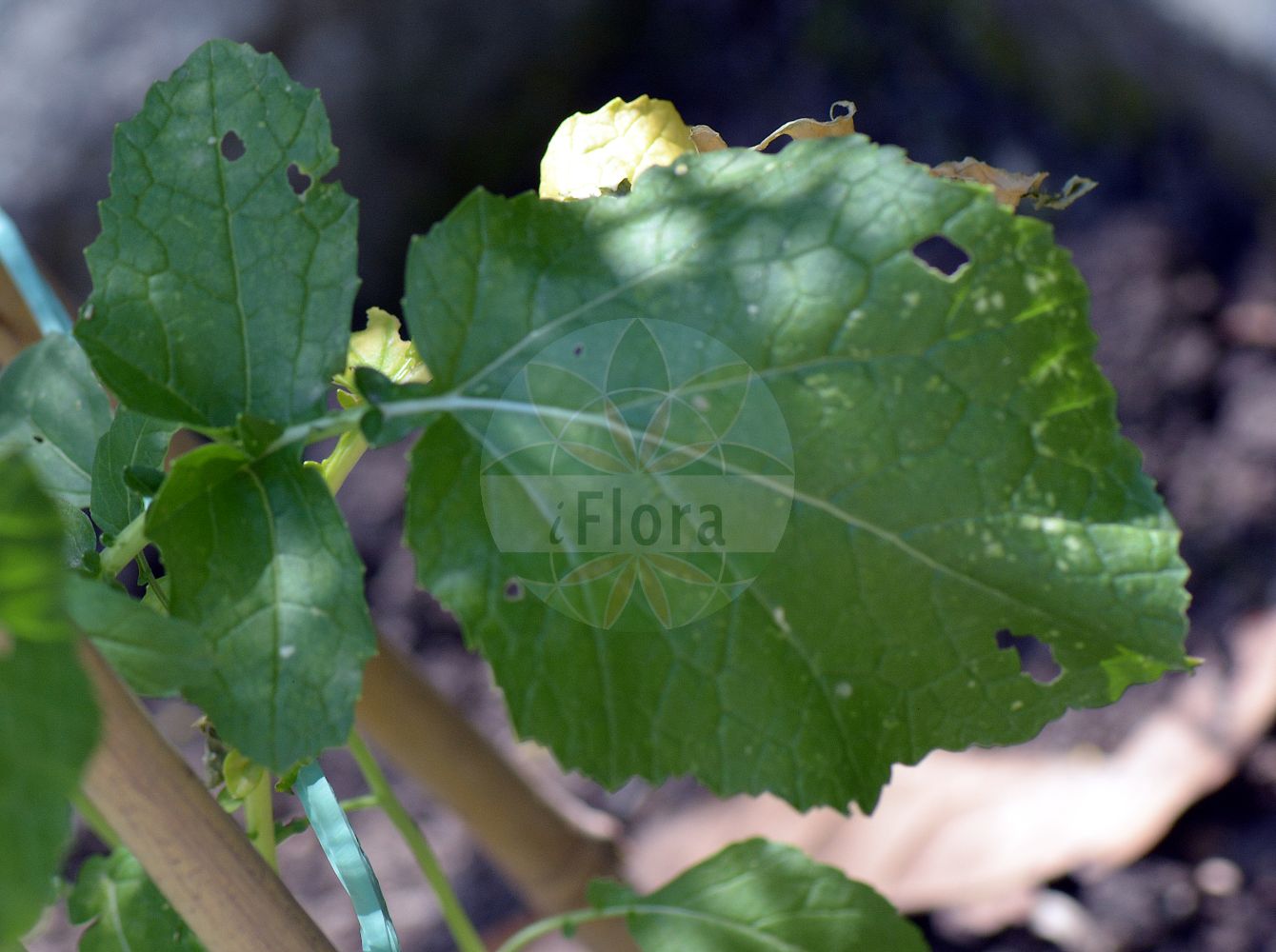 Foto von Brassica nigra (Schwarzer Senf - Black Mustard). Das Foto wurde in Padova, Veneto, Italien aufgenommen. ---- Photo of Brassica nigra (Schwarzer Senf - Black Mustard). The picture was taken in Padova, Veneto, Italy.(Brassica nigra,Schwarzer Senf,Black Mustard,Brassica bracteolata,Brassica nigra,Brassica nigra (L.) Koch,Sinapis nigra,Schwarzer Senf,Brauner Senf,Senf-Kohl,Black Mustard,Wild Cabbage,Brassica,Kohl,Brassicas,Brassicaceae,Kreuzblütler,Cabbage family)