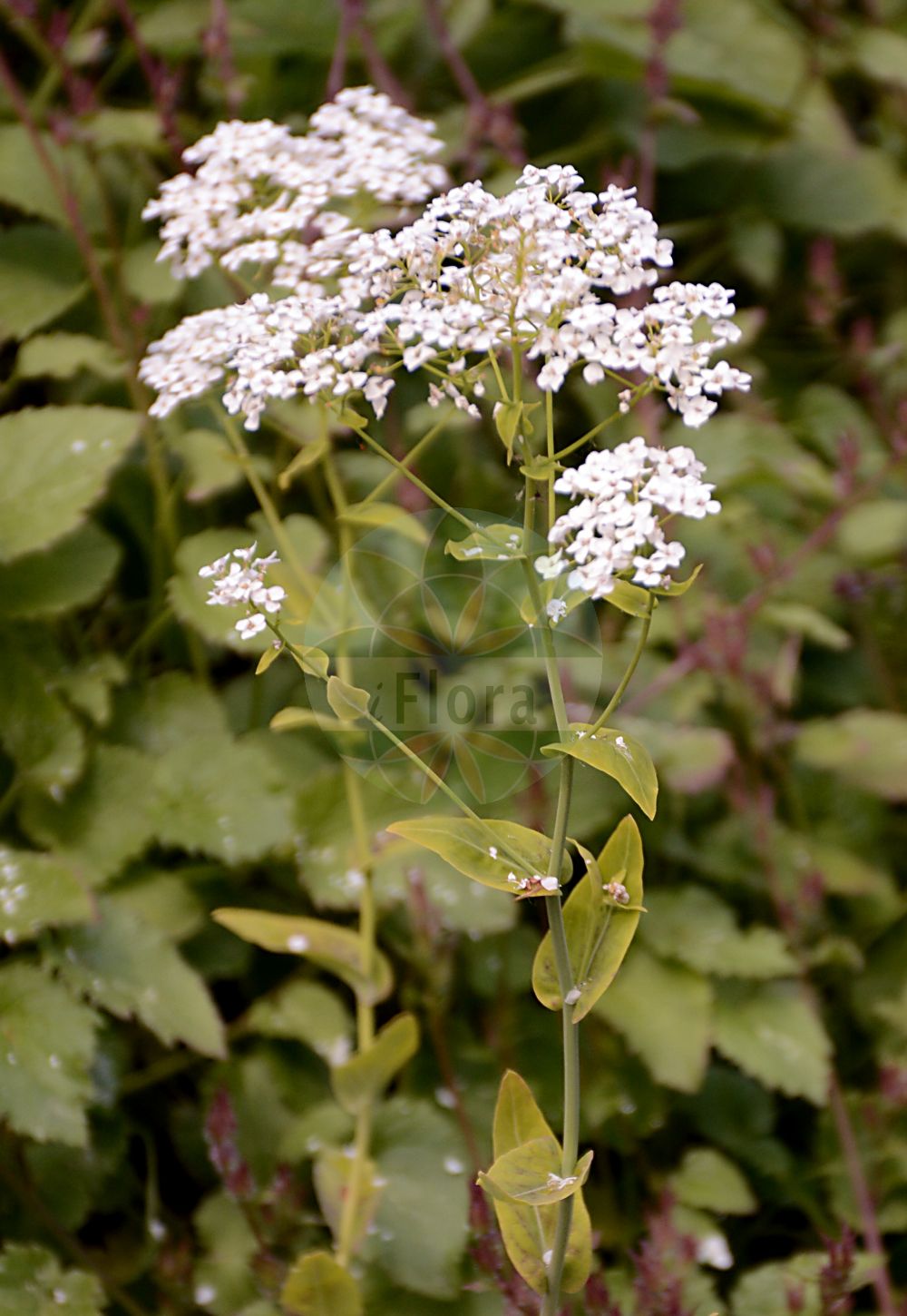Foto von Peltaria alliacea. Das Foto wurde in Dresden, Sachsen, Deutschland aufgenommen. ---- Photo of Peltaria alliacea. The picture was taken in Dresden, Sachsen, Germany.(Peltaria alliacea,Peltaria alliacea,Peltaria perennis,Peltaria,Brassicaceae,Kreuzblütler,Cabbage family)