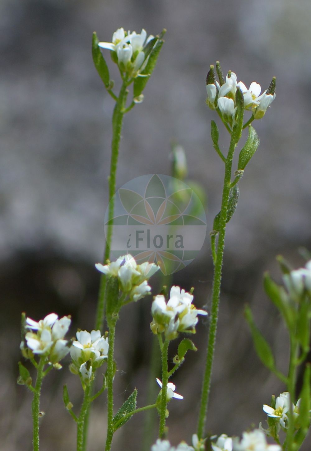 Foto von Draba norvegica (Rock Whitlowgrass). Das Foto wurde in Marburg, Hessen, Deutschland aufgenommen. ---- Photo of Draba norvegica (Rock Whitlowgrass). The picture was taken in Marburg, Hesse, Germany.(Draba norvegica,Rock Whitlowgrass,Draba norvegica,Draba norvegica Gunnerus var.,Draba rupestris,Draba,Felsenblümchen,Whitlowgrass,Brassicaceae,Kreuzblütler,Cabbage family)